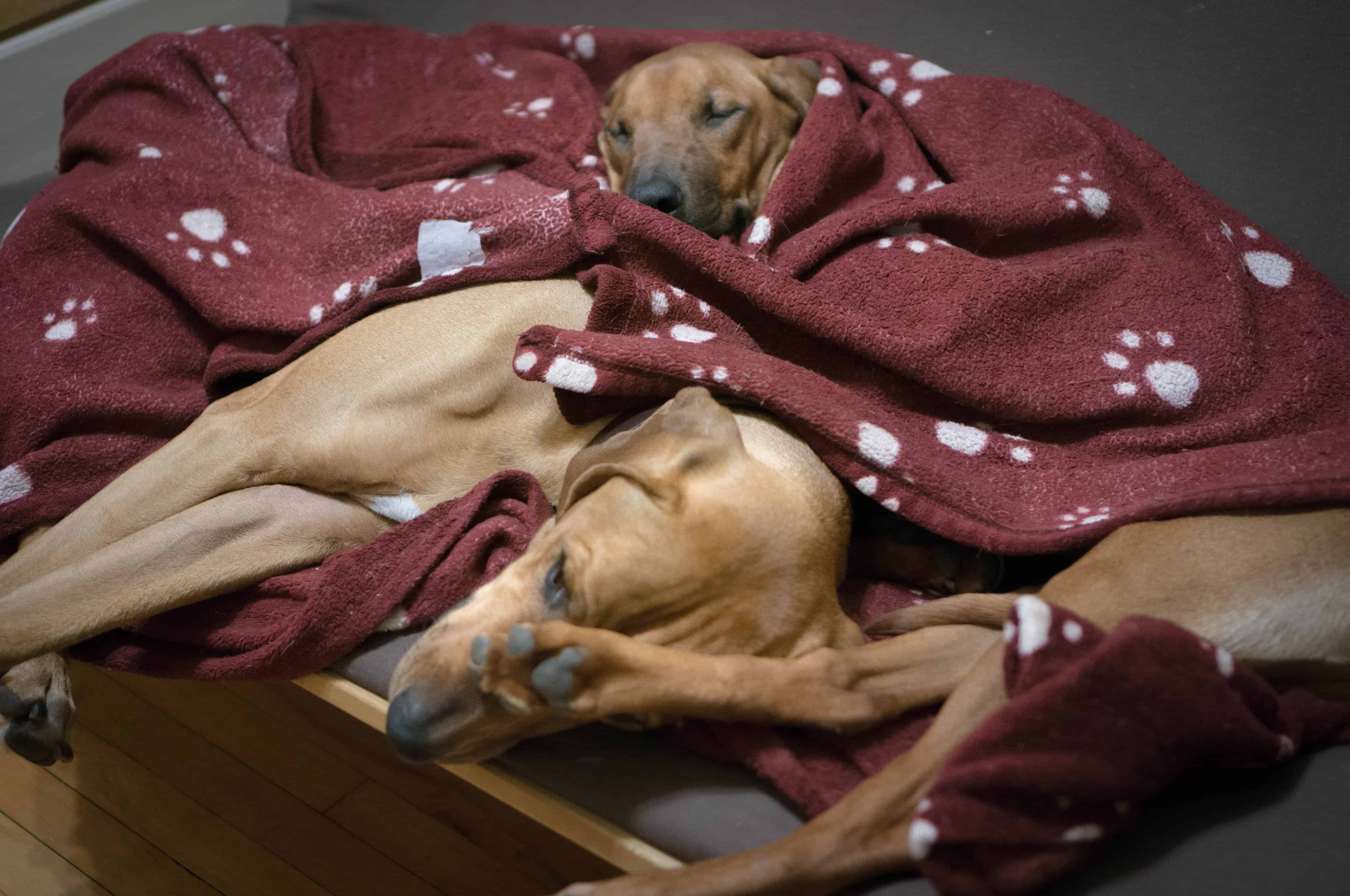 Rhodesian Ridgeback, puppy, chicago, 