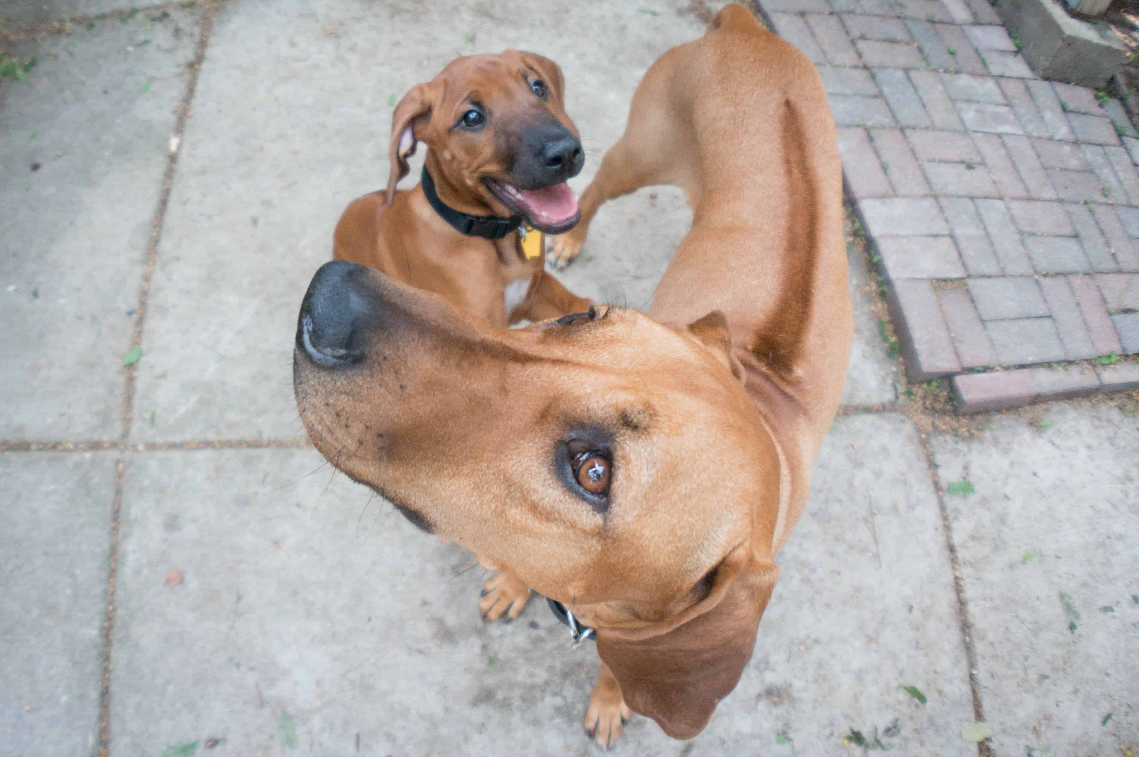 Rhodesian Ridgeback, puppy, marking our territory, blog, adventure, chicago, dogs