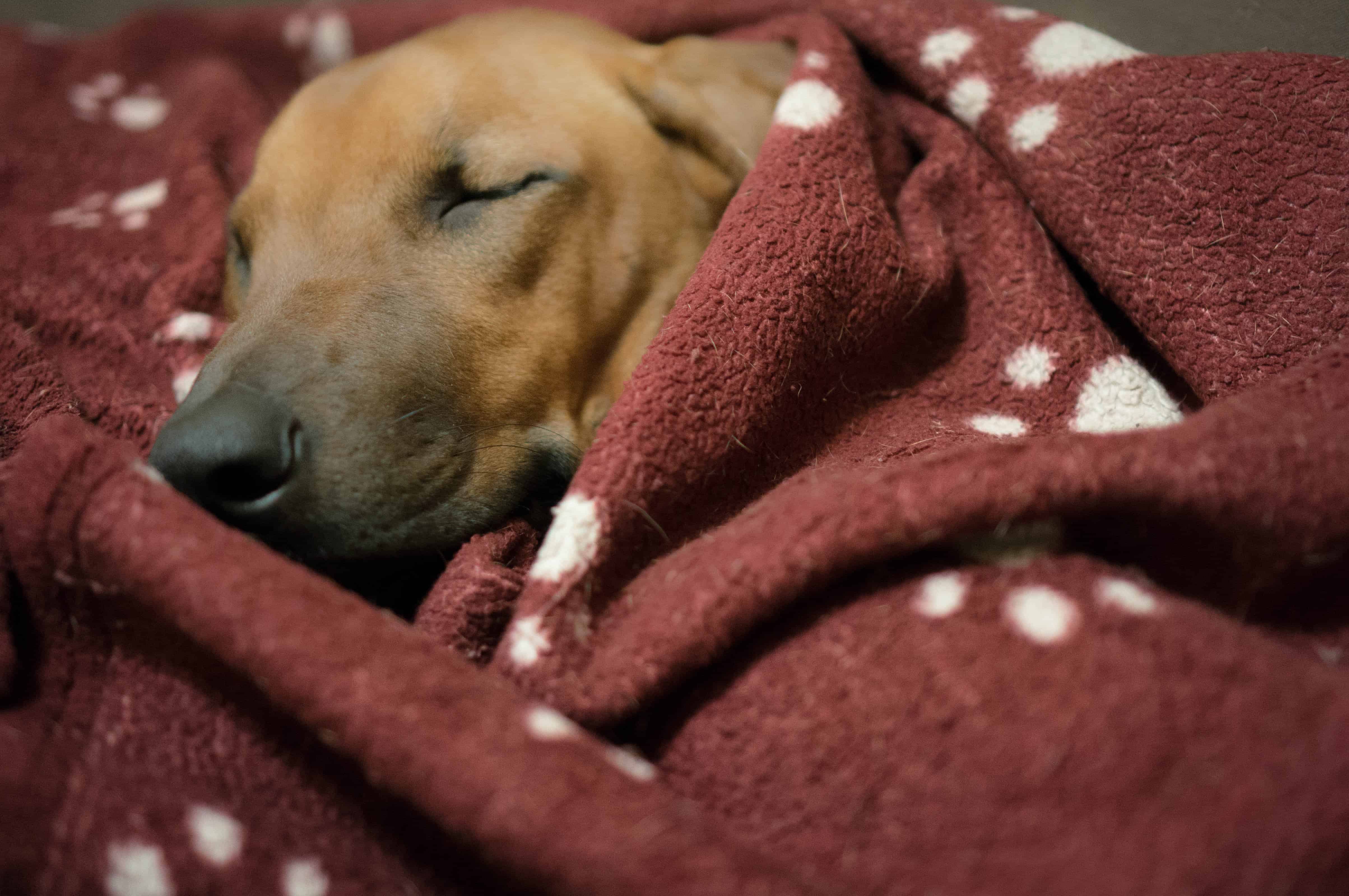 Rhodesian Ridgeback, puppy, chicago, 