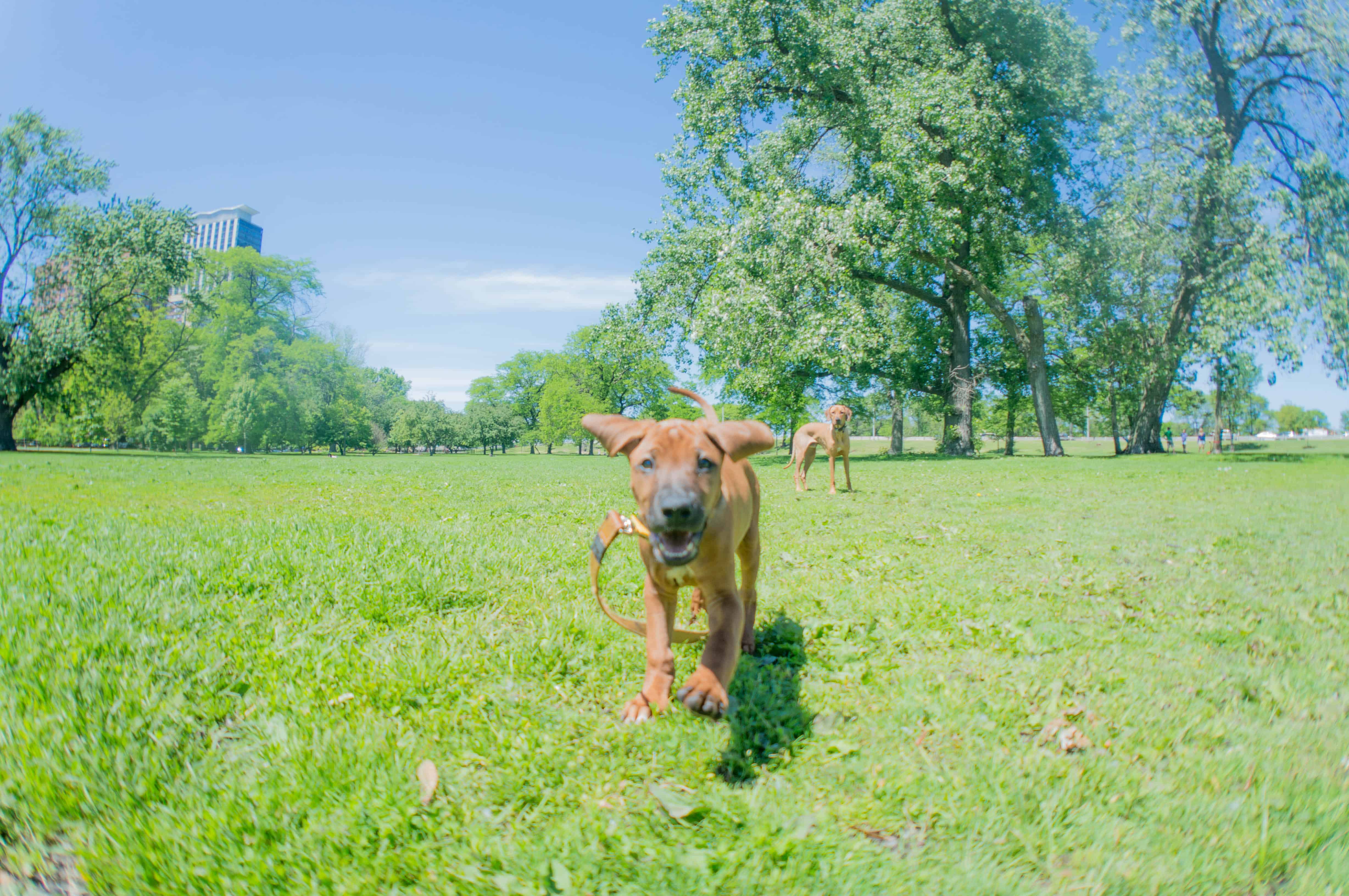 Rhodesian Ridgeback, puppy, marking our territory, chicago, adventure