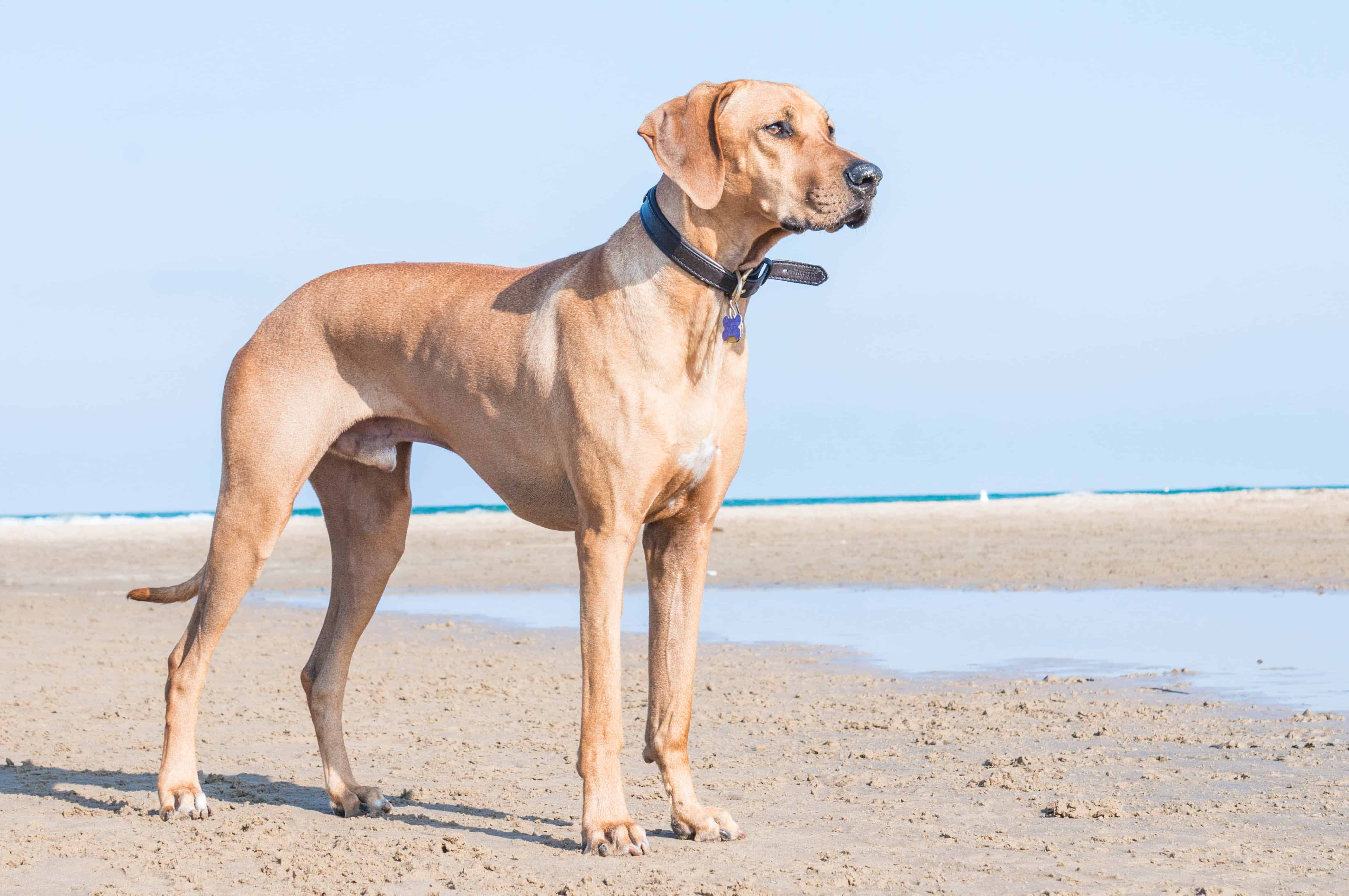 Rhodesian Ridgeback, beach, chicago, pet-friendly, marking our territory