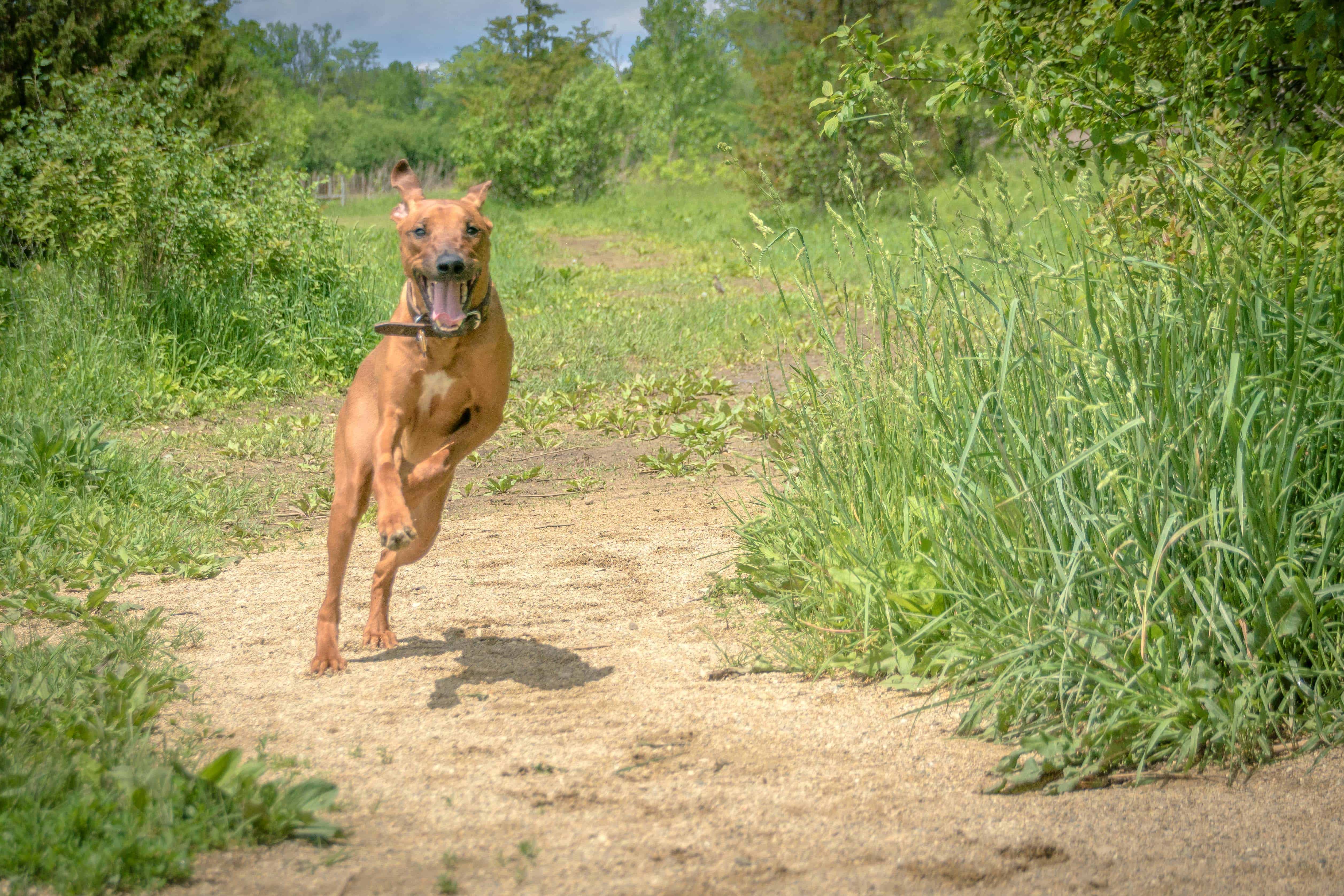 Rhodesian Ridgeback, puppy, cute, chicago, adventure