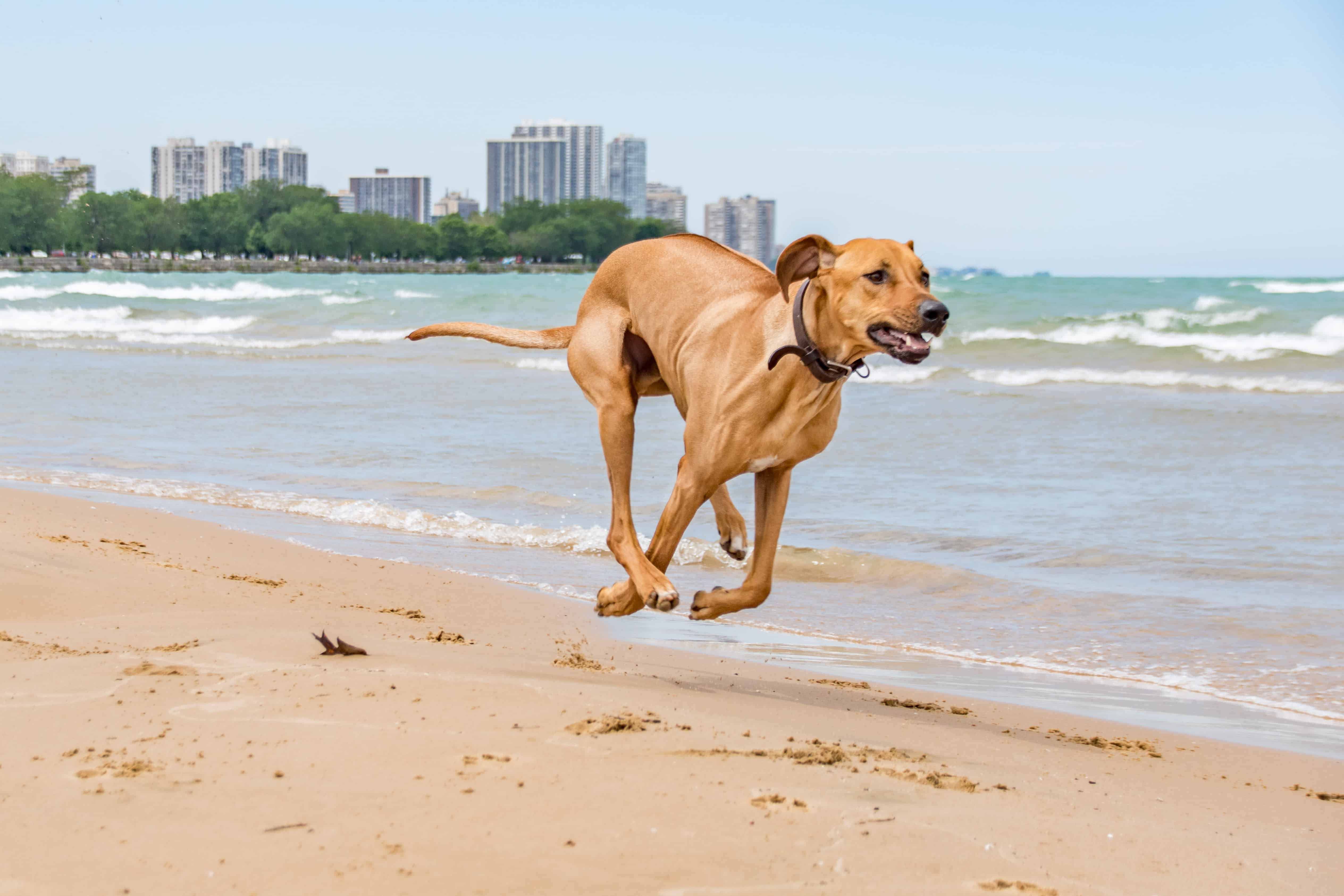 Rhodesian Ridgeback, chicago, puppy, smile