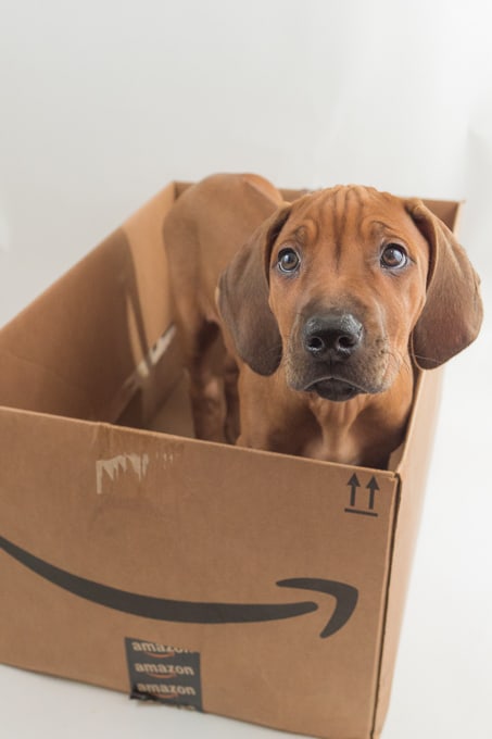 Rhodesian Ridgeback, puppy, cute, amazon