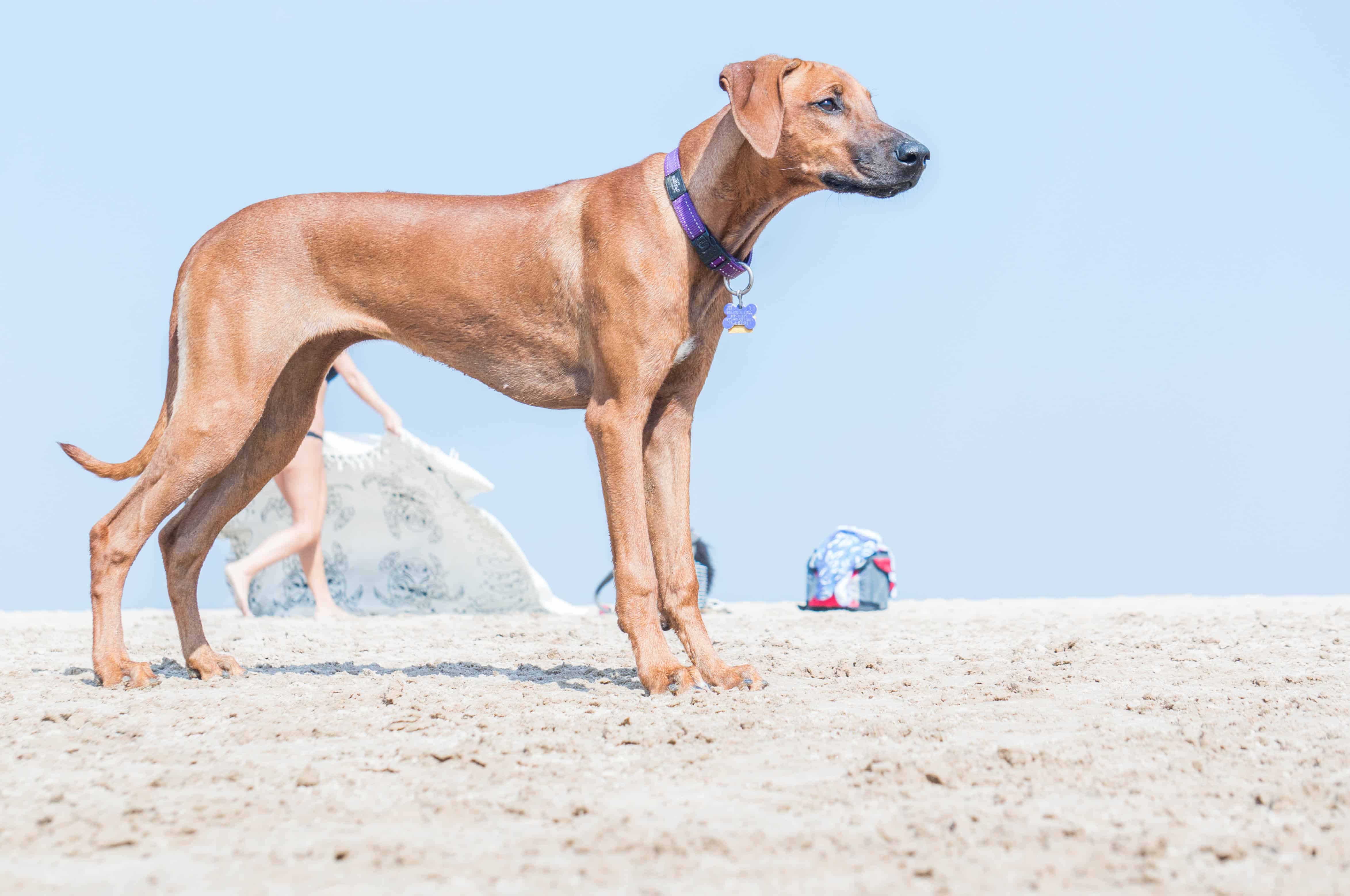 Rhodesian Ridgeback, beach, chicago, pet-friendly, marking our territory