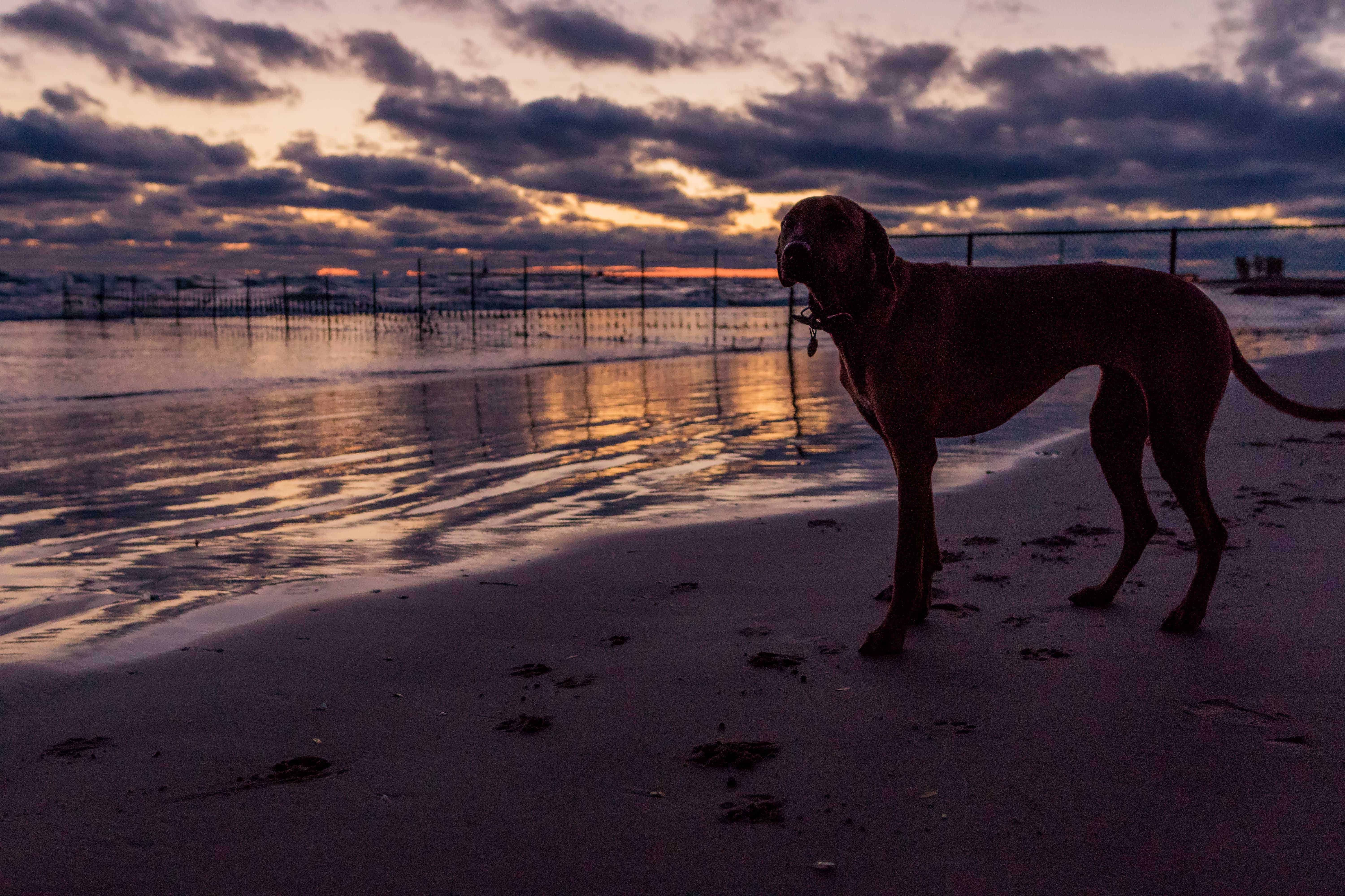 Rhodesian Ridgeback, Montrose Dog Beach, Chicago, Sunrise