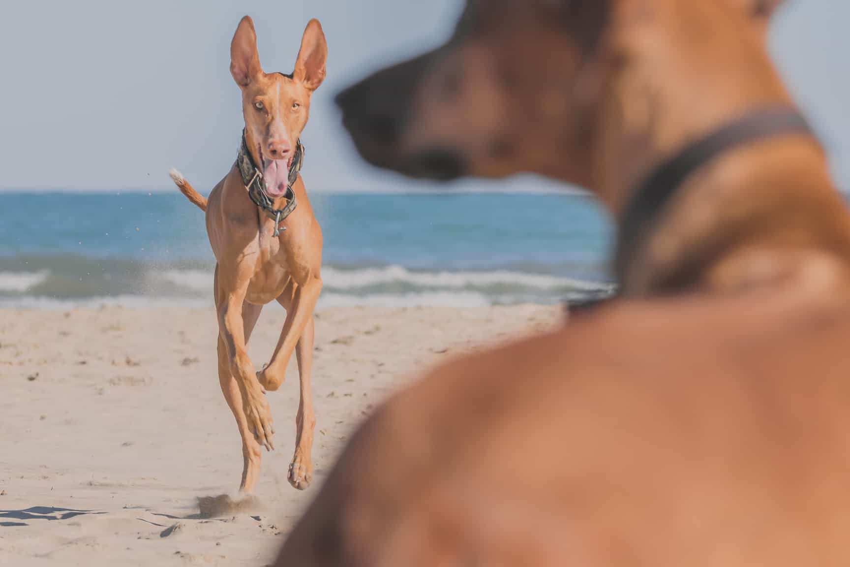 Rhodesian Ridgeback, Chicago, Montrose Dog Beach, Adventure, Marking Our Territory