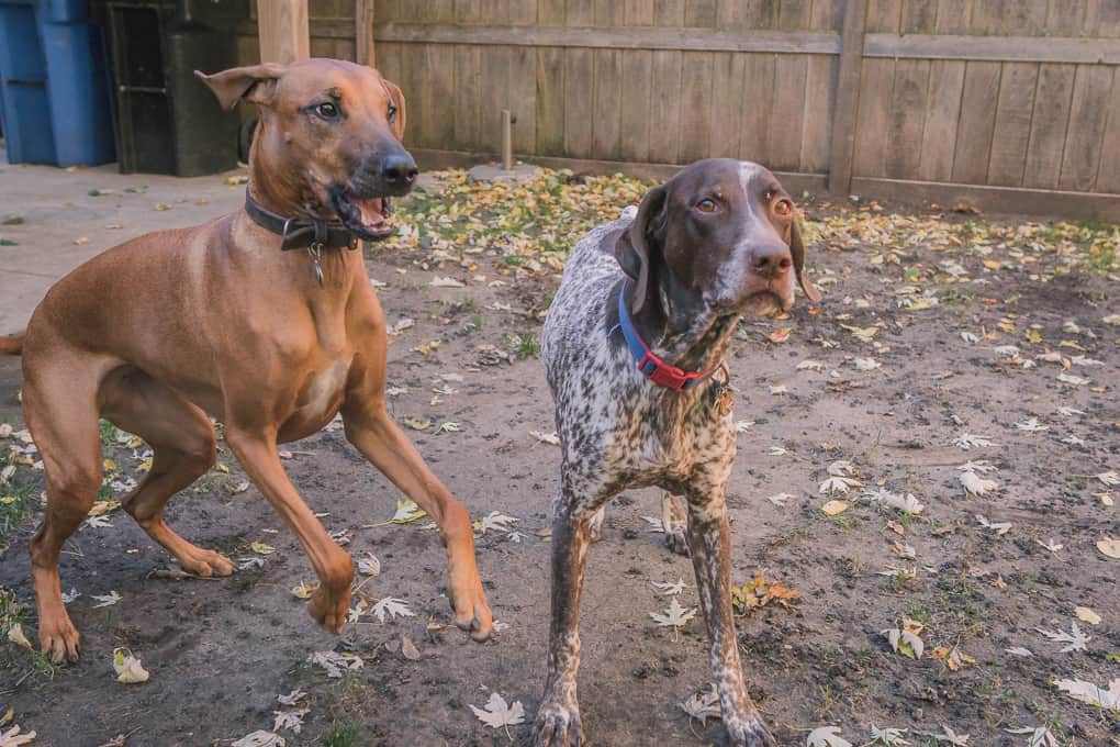 Rhodesian Ridgeback, German Shorthaired Pointer, Chicago, Marking Our Territory