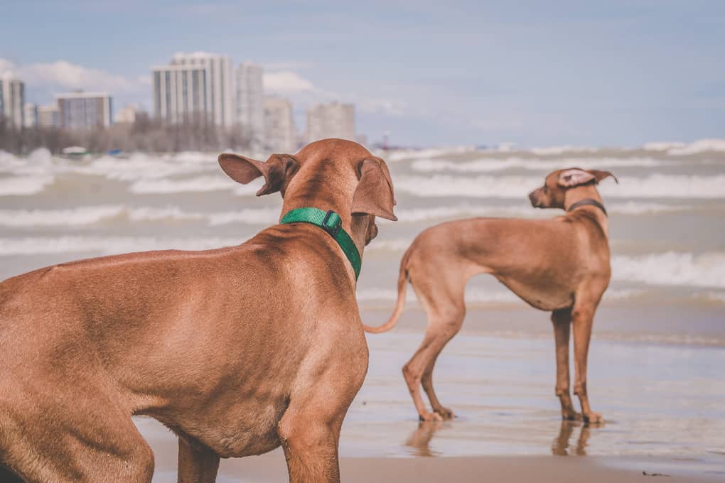 Rhodesian Ridgeback, Chicago, Puppy, Montrose Dog Beach, Marking Our Territory