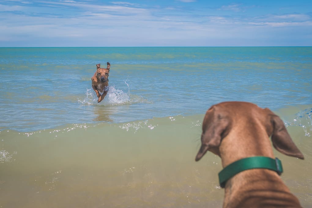 Rhodesian Ridgeback, montrose dog beach, chicago, marking our territory, puppy