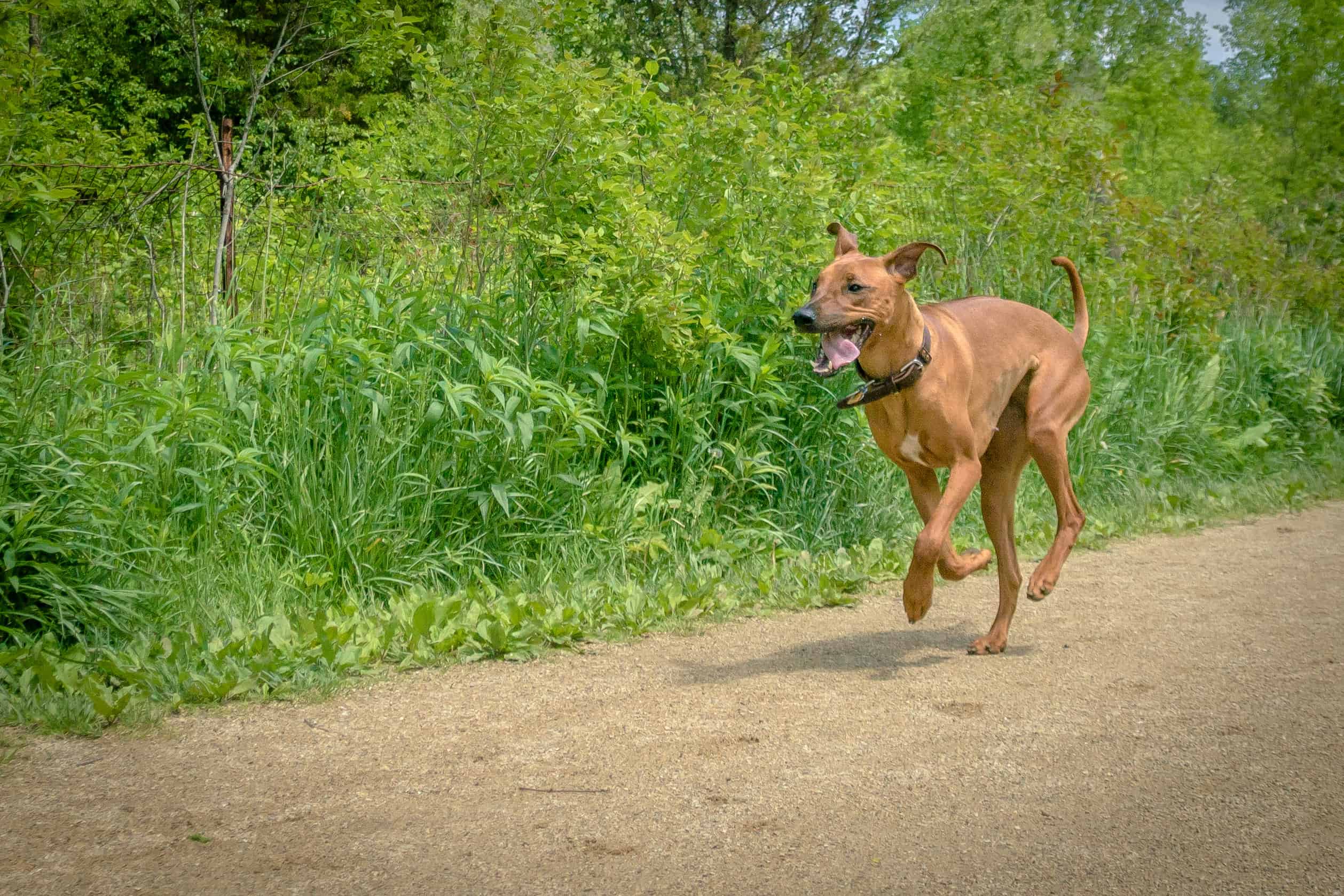 Rhodesian Ridgeback, puppy, cute, chicago, adventure