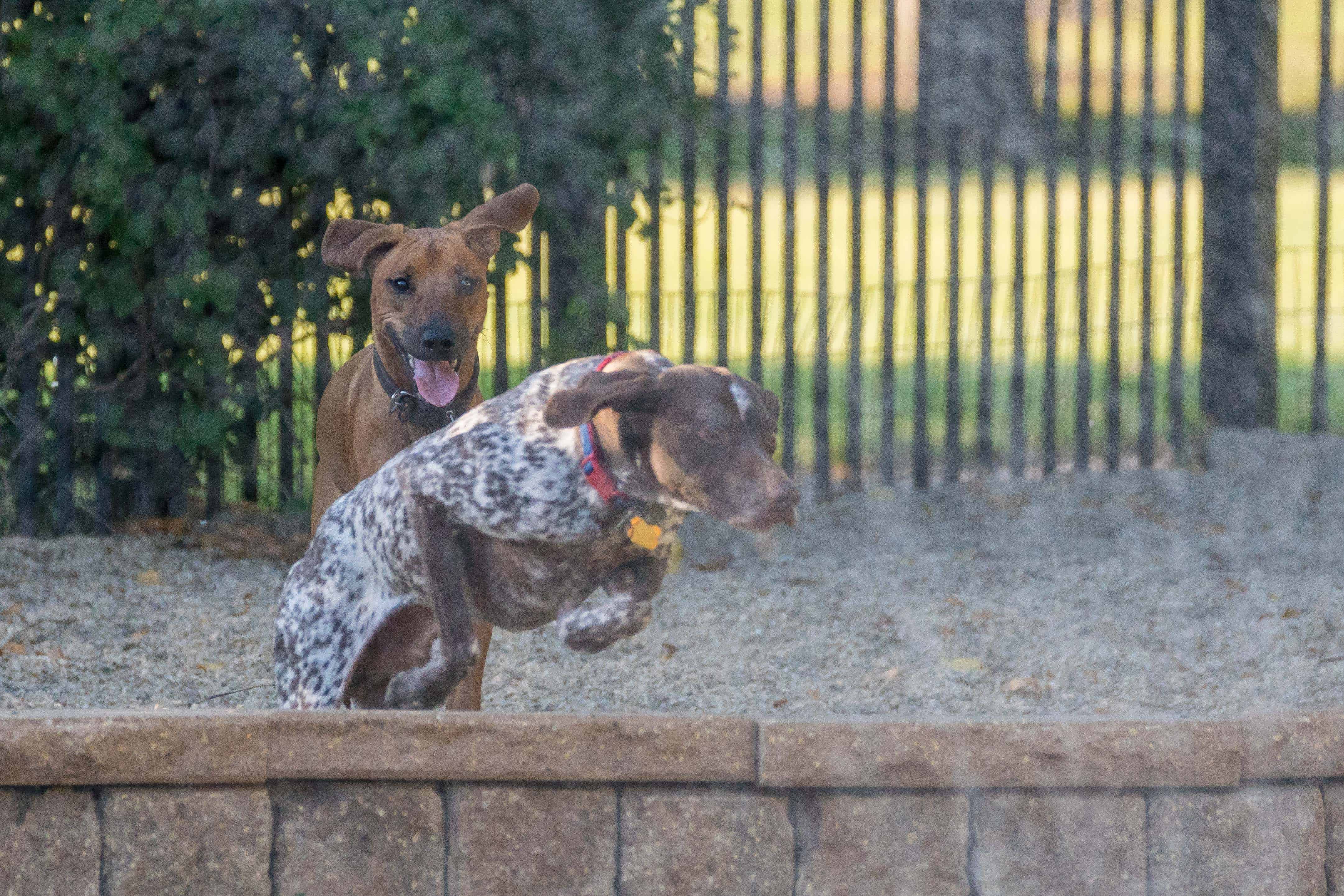 Rhodesian Ridgeback, Chicago, puppy, adventure, uptown