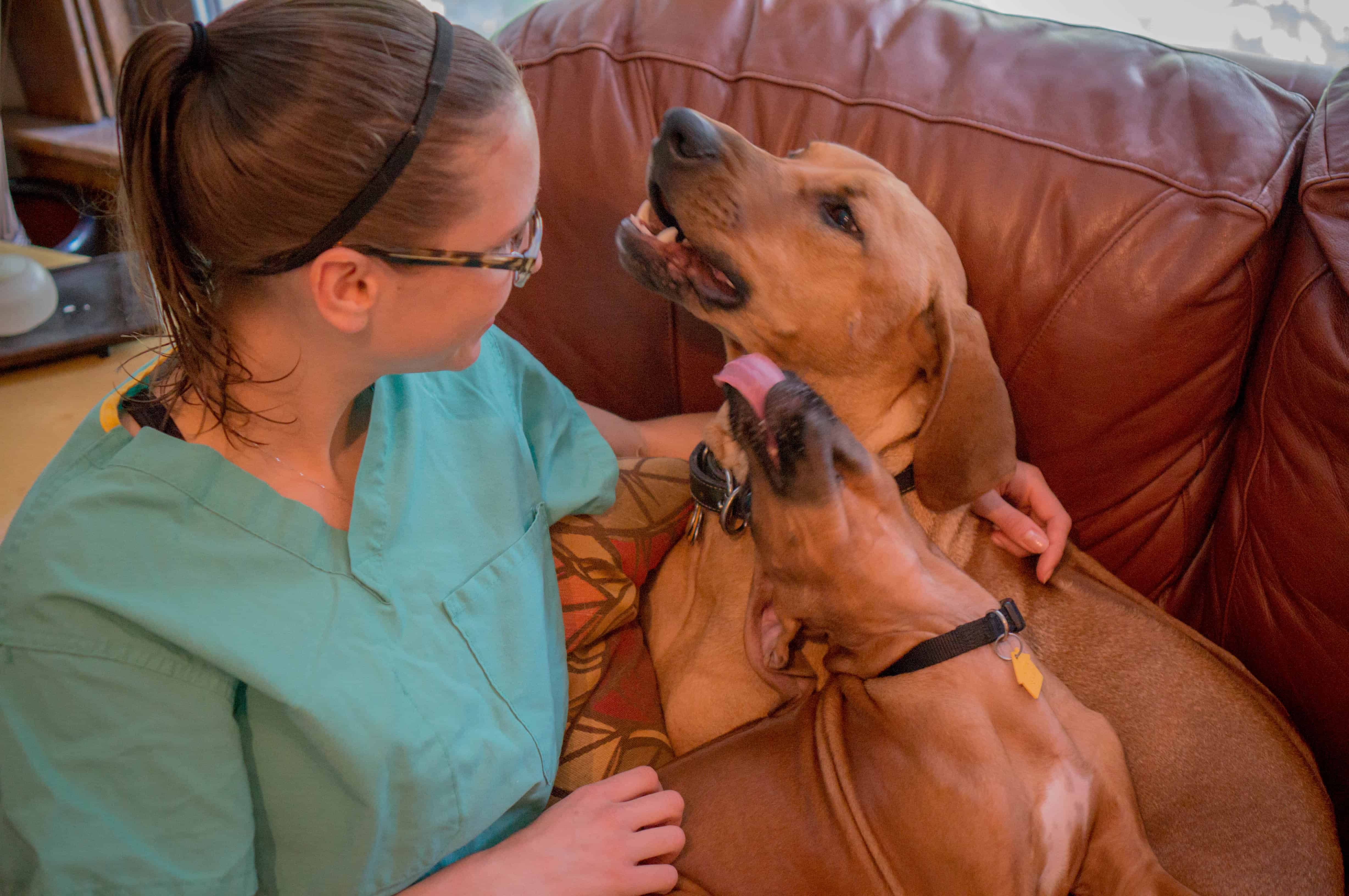 Rhodesian Ridgeback, puppy, marking our territory, chicago, adventure