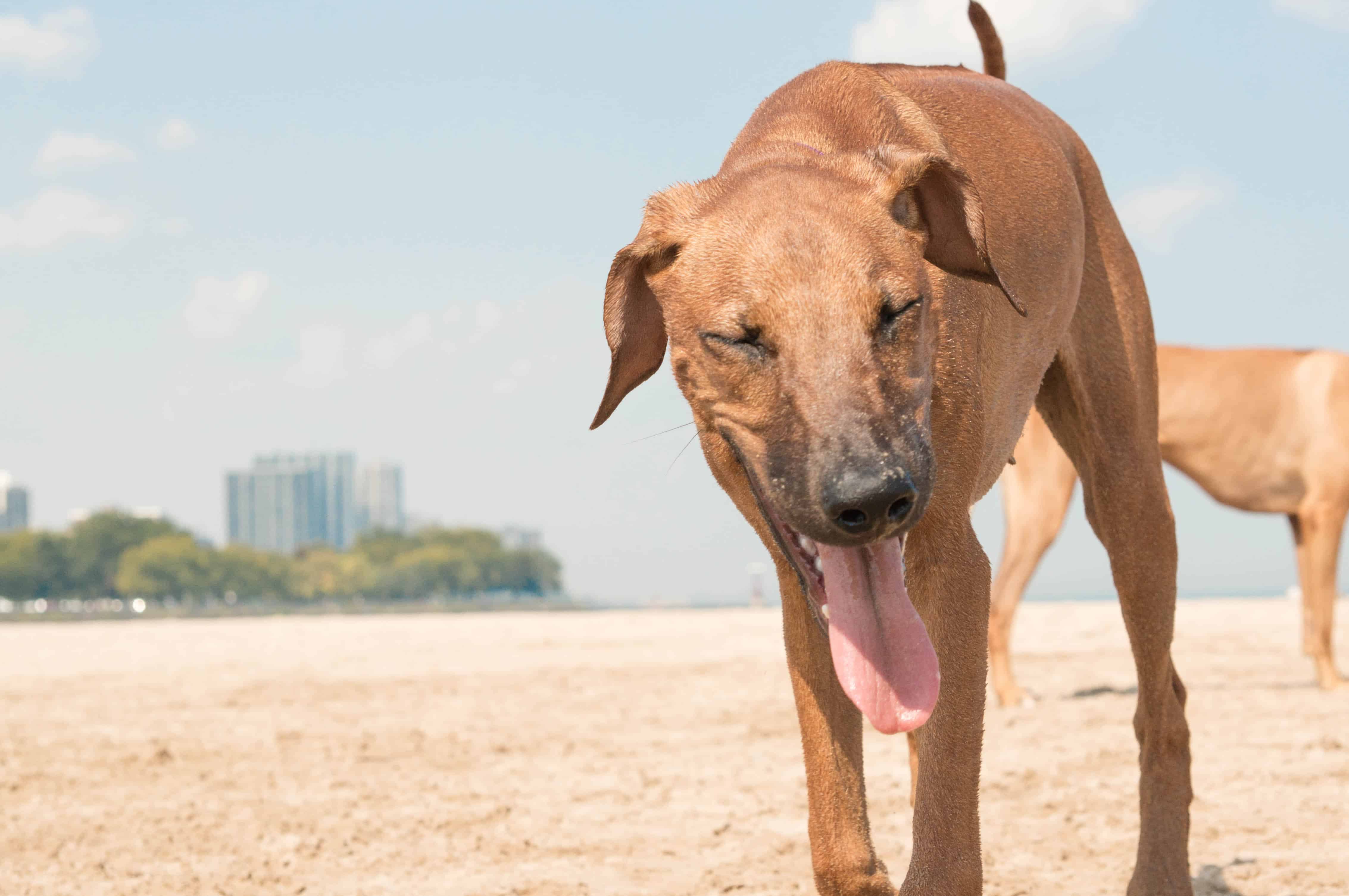 Rhodesian Ridgeback, beach, chicago, pet-friendly, marking our territory