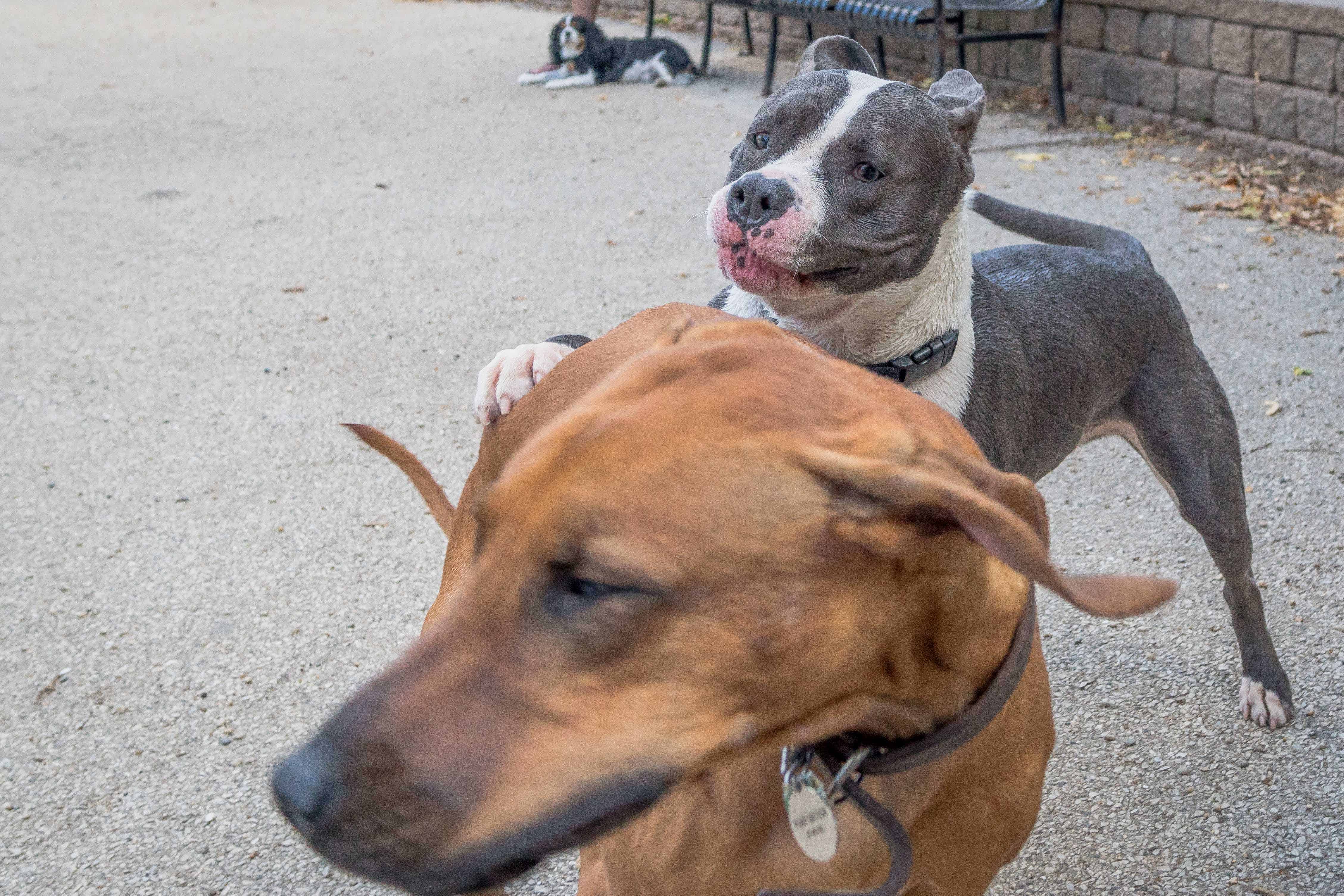 Rhodesian Ridgeback, Chicago, puppy, adventure, uptown