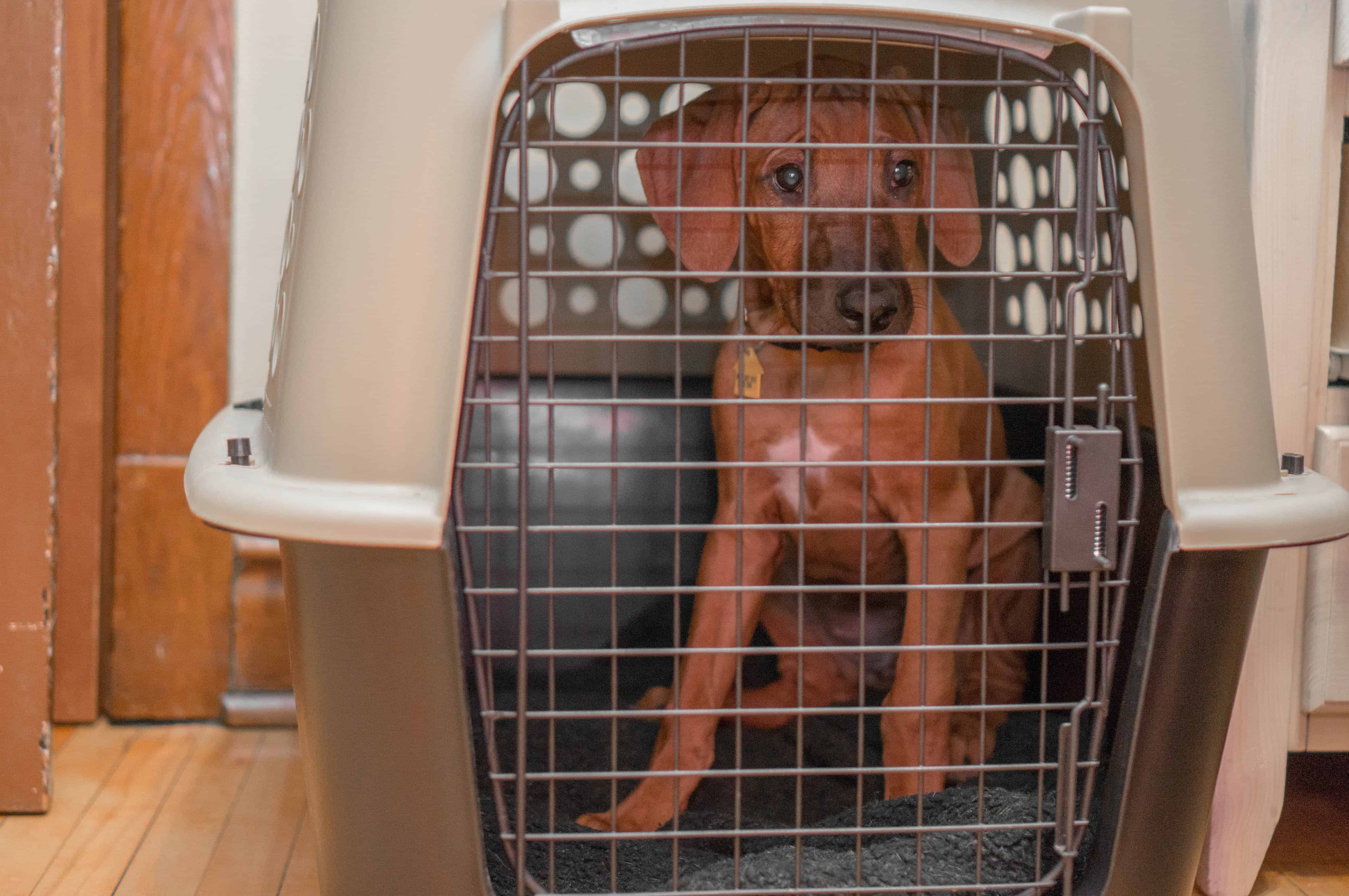 Rhodesian Ridgeback, puppy, marking our territory, chicago, adventure