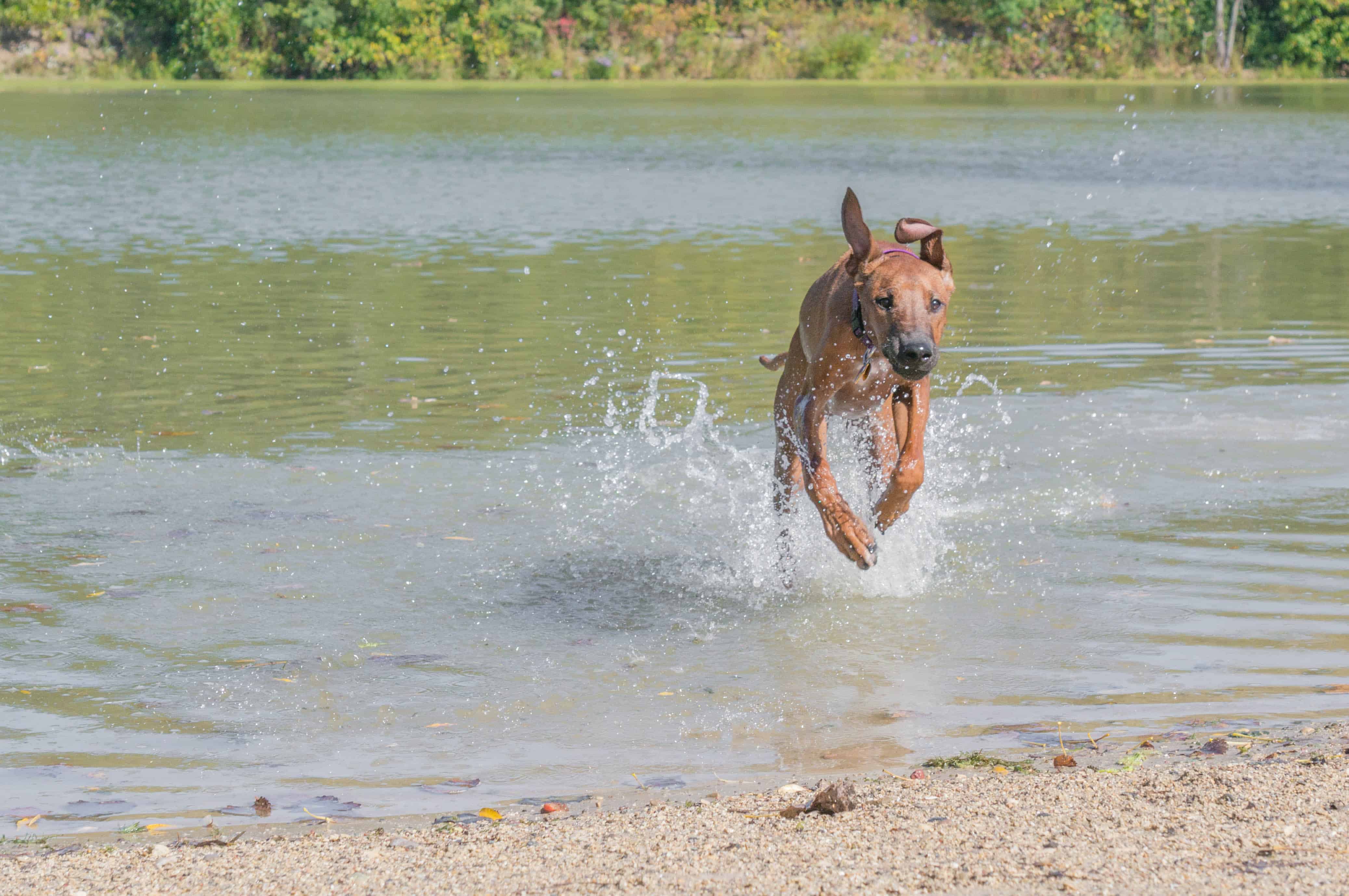 Rhodesian Ridgeback, beach, chicago, pet-friendly, marking our territory