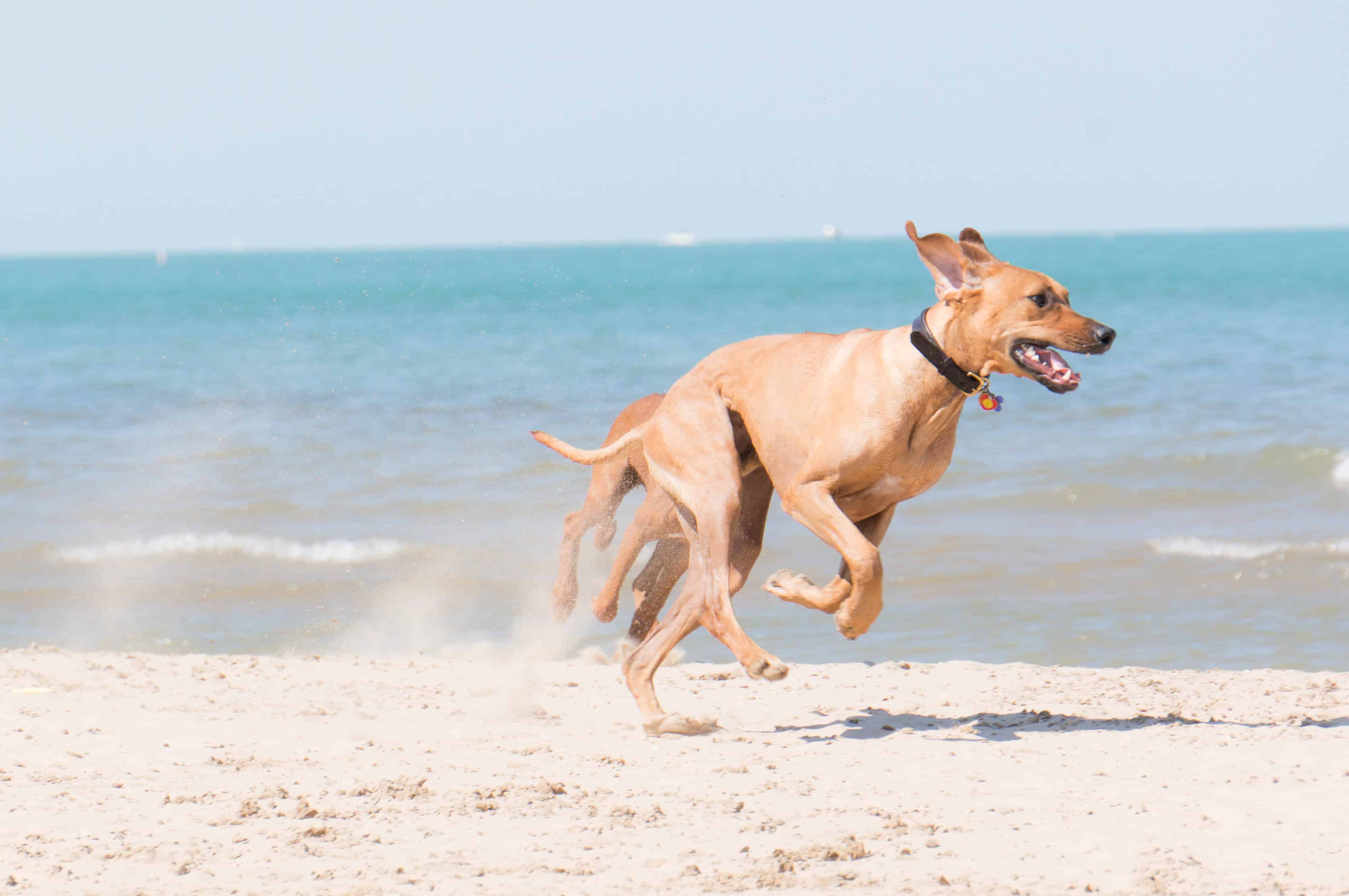 Rhodesian Ridgeback, beach, chicago, pet-friendly, marking our territory