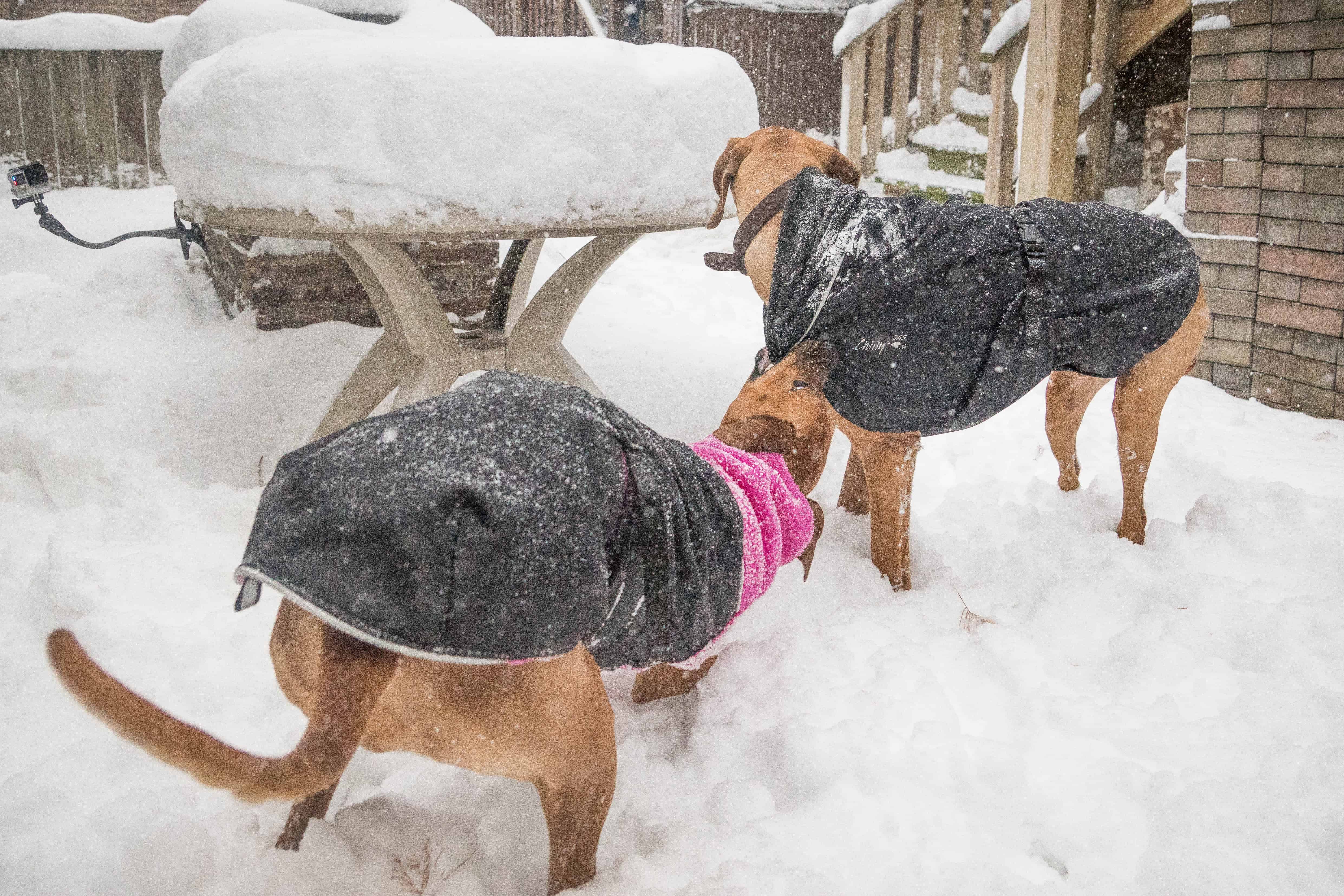 Rhodesian Ridgeback, puppy, chicago, adventure, snow