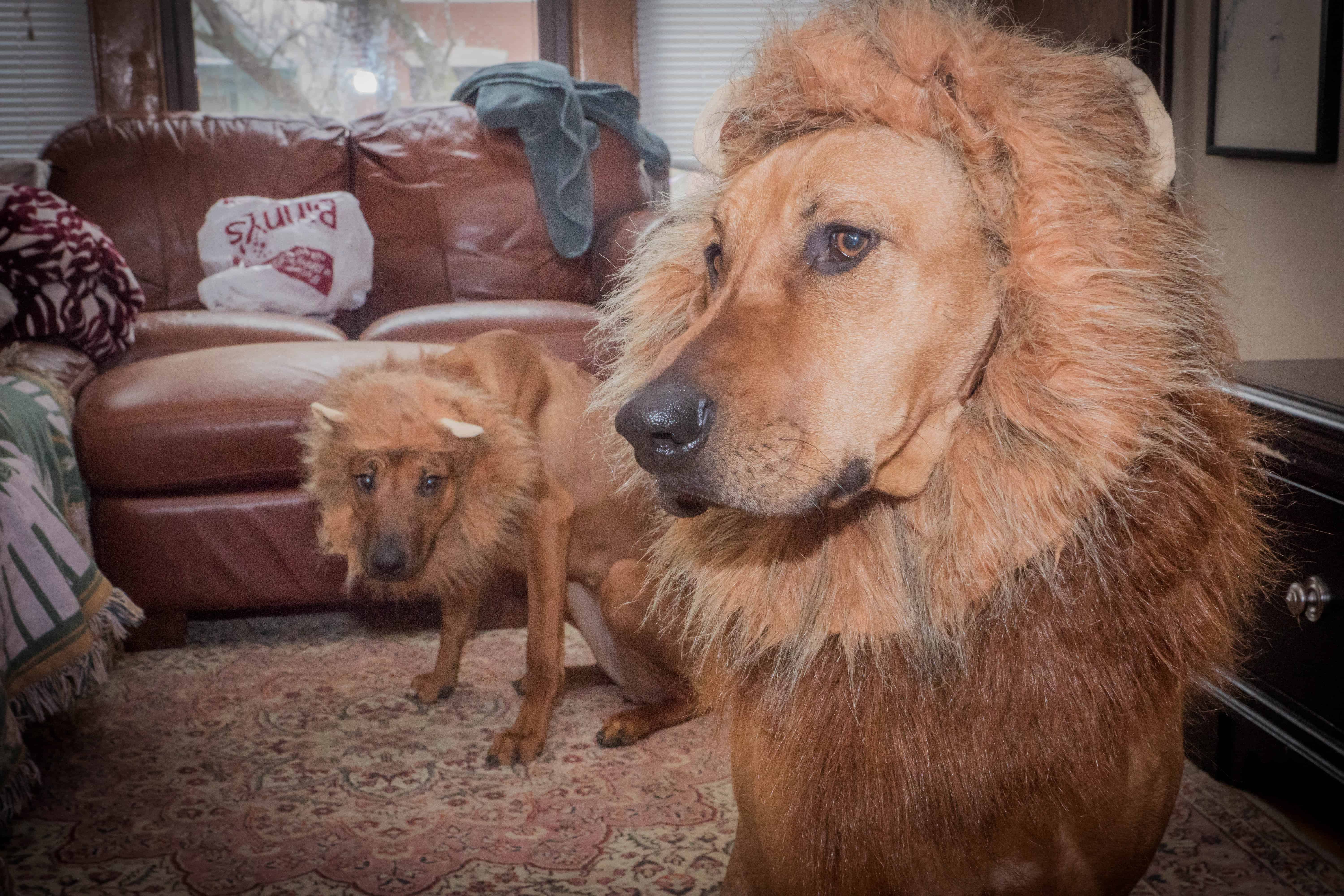 Rhodesian Ridgeback, lion, lion hound, lion dog, marking our territory