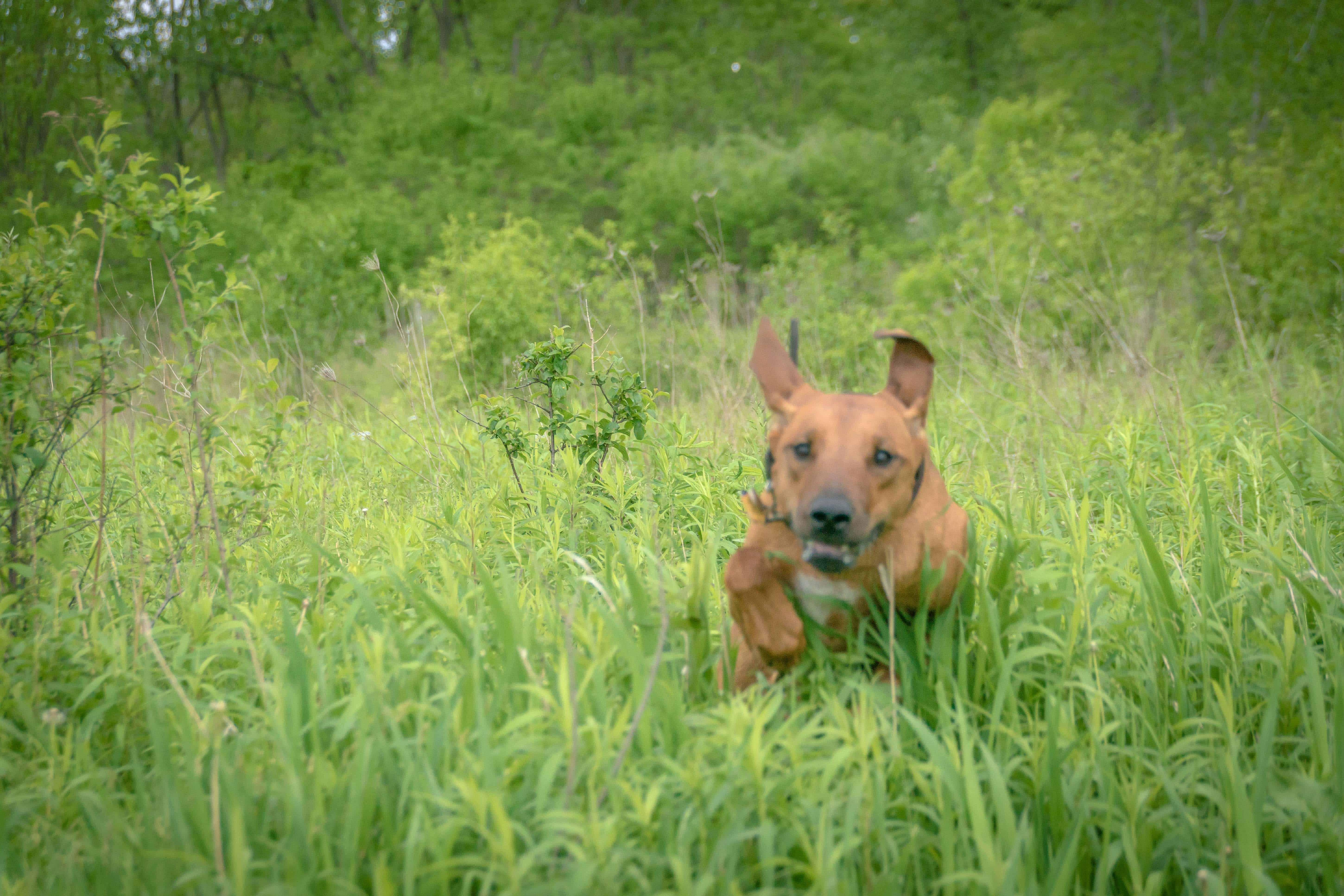 Rhodesian Ridgeback, puppy, cute, chicago, adventure