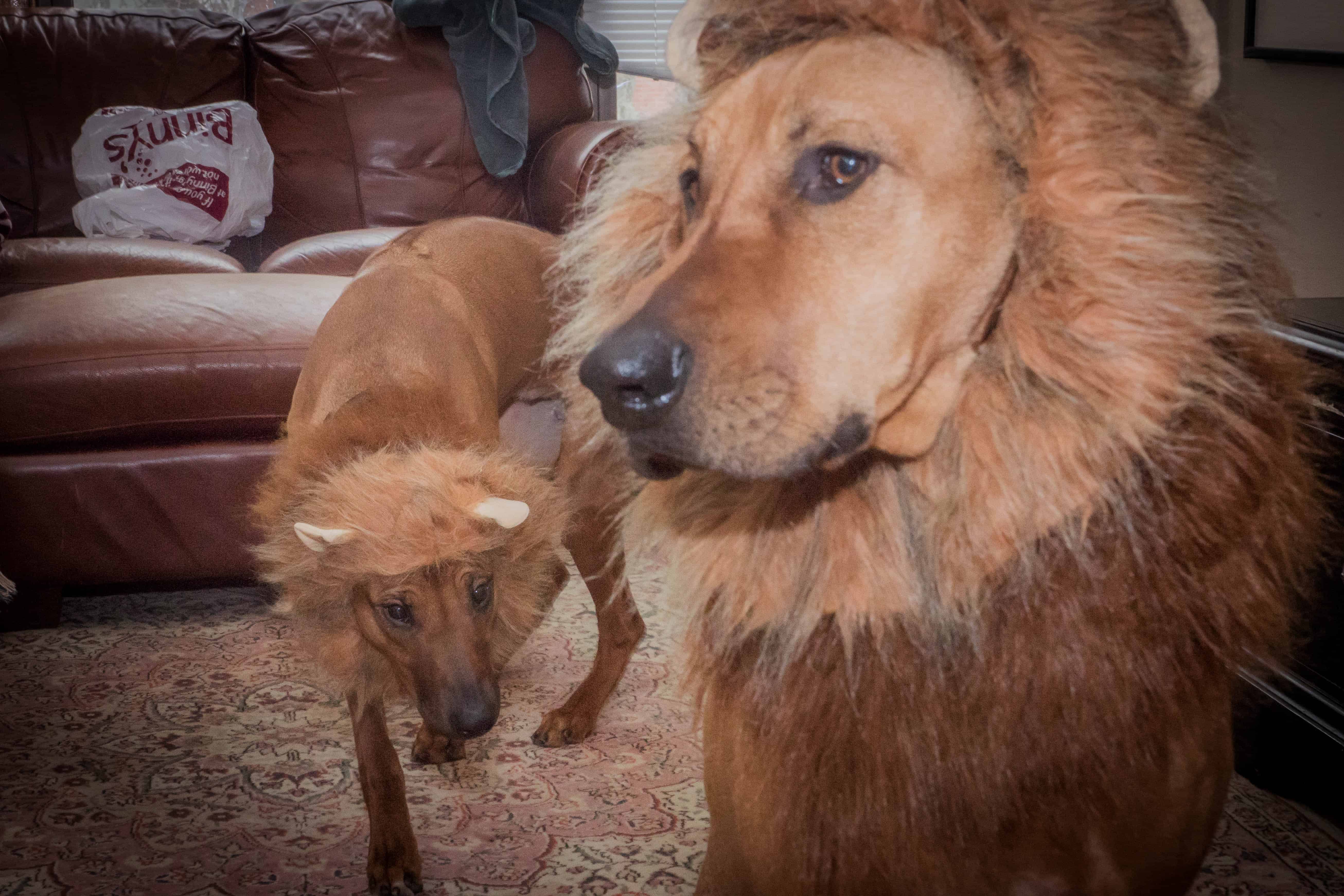 Rhodesian Ridgeback, lion, lion hound, lion dog, marking our territory