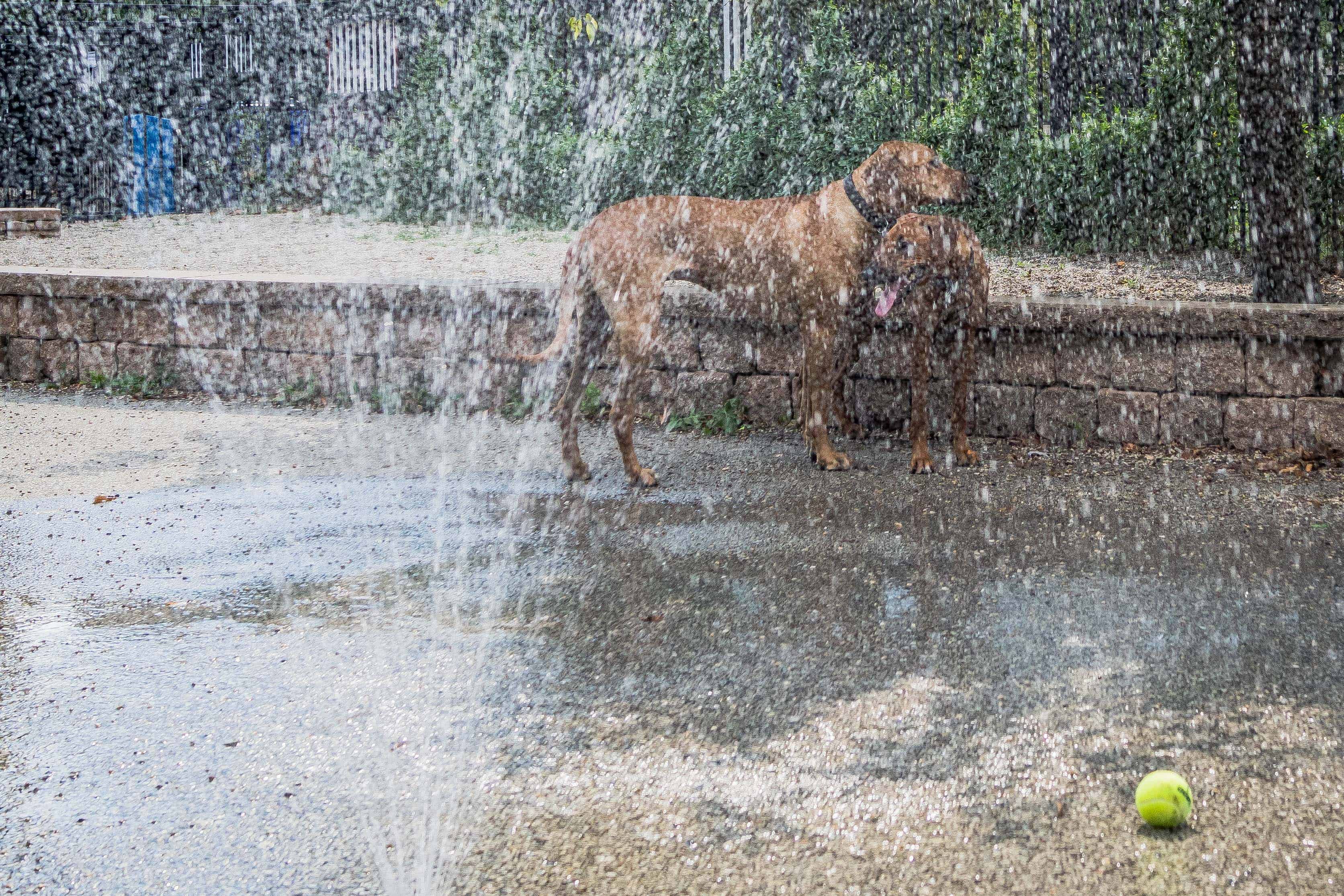 Rhodesian Ridgeback, Chicago, puppy, adventure, uptown