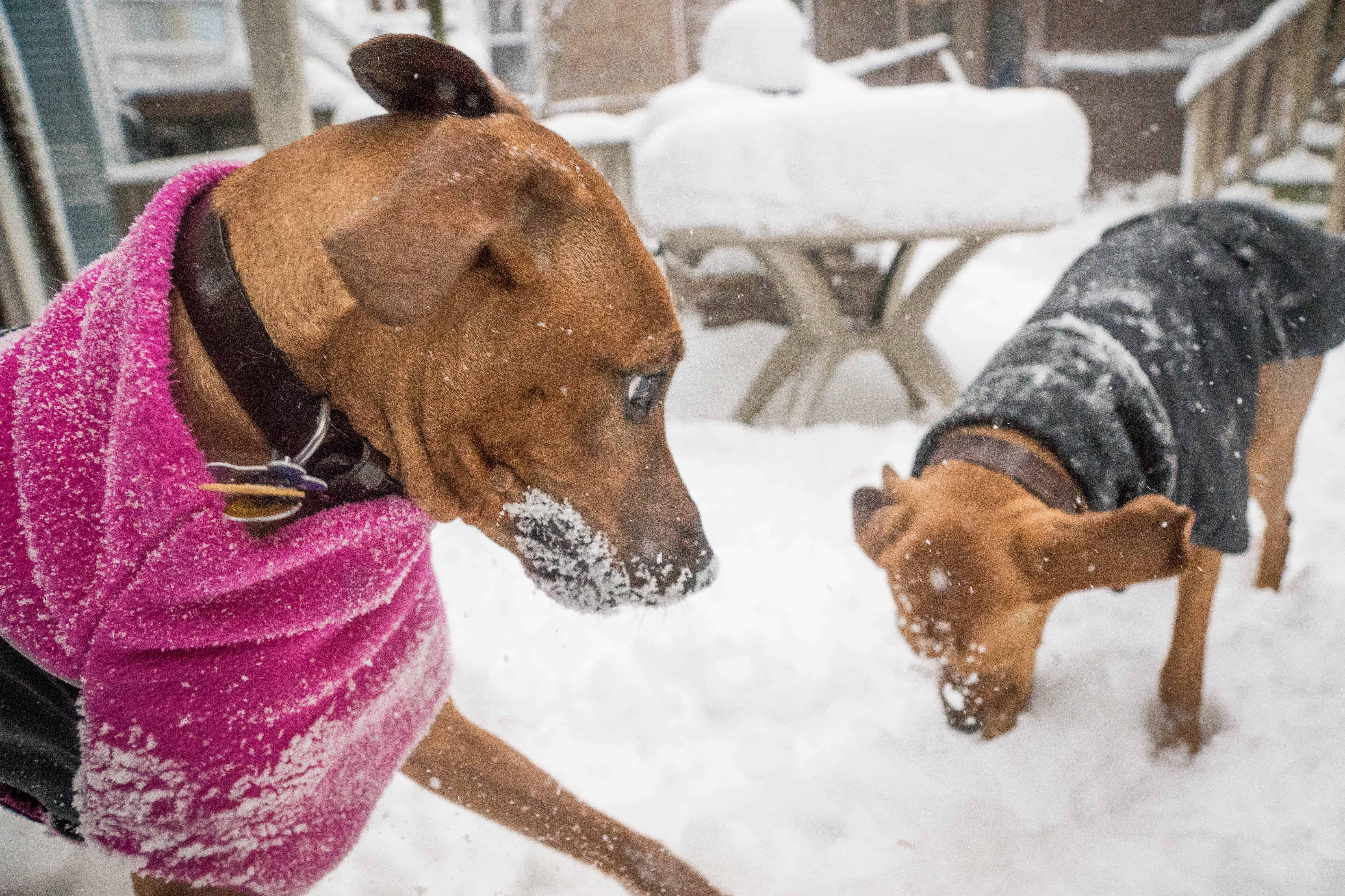 Rhodesian Ridgeback, puppy, chicago, adventure, snow