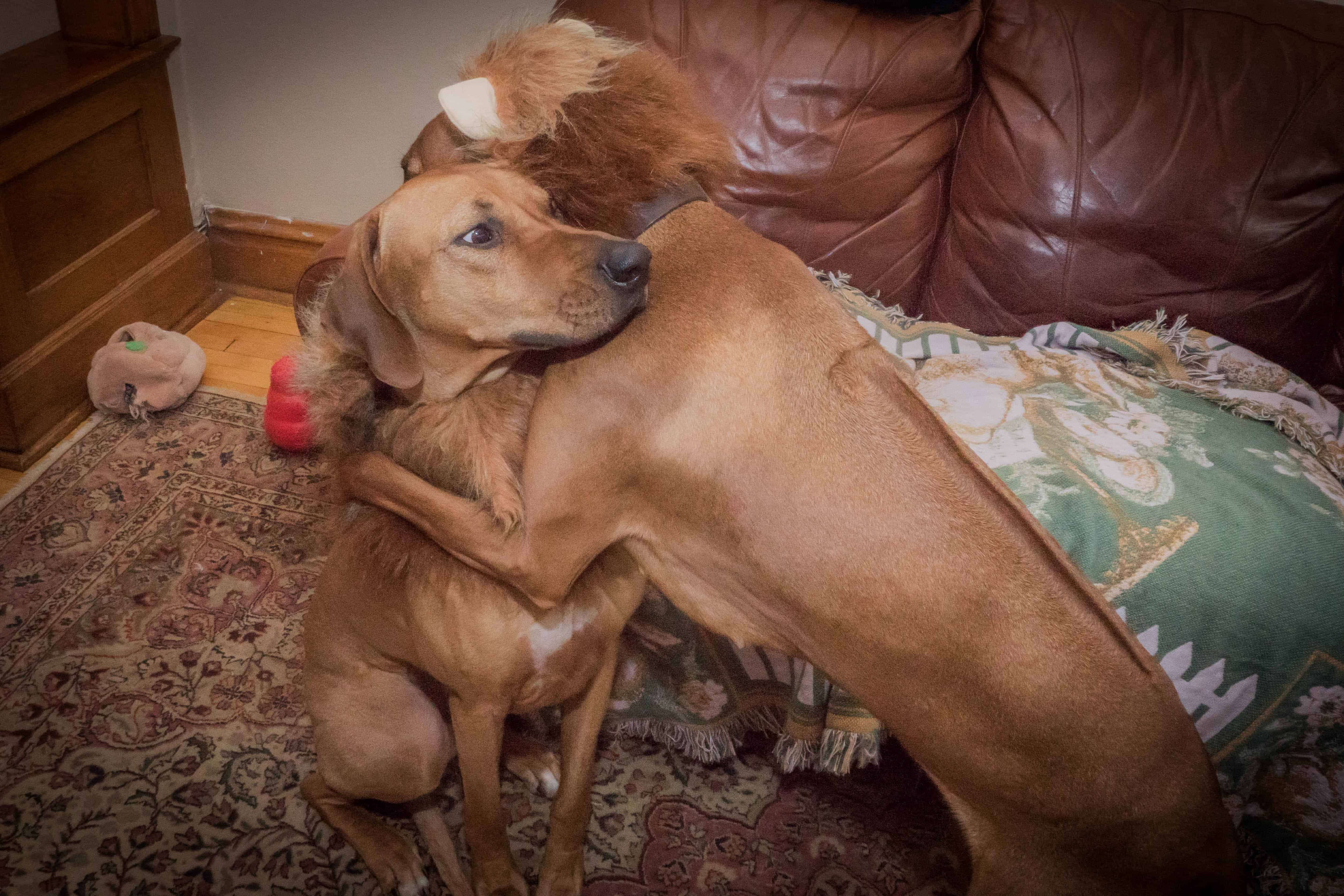 Rhodesian Ridgeback, lion, lion hound, lion dog, marking our territory