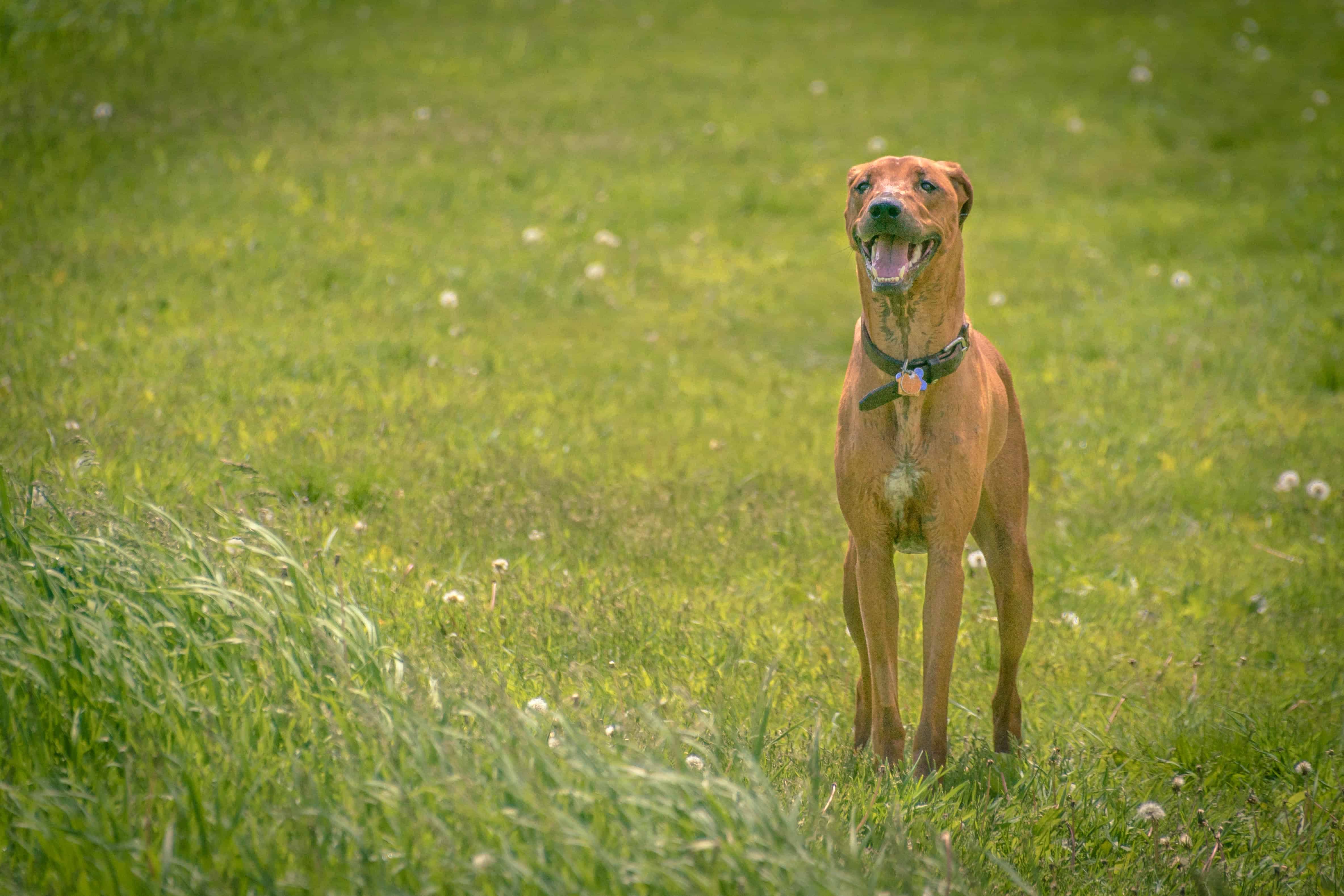 Rhodesian Ridgeback, puppy, cute, chicago, adventure