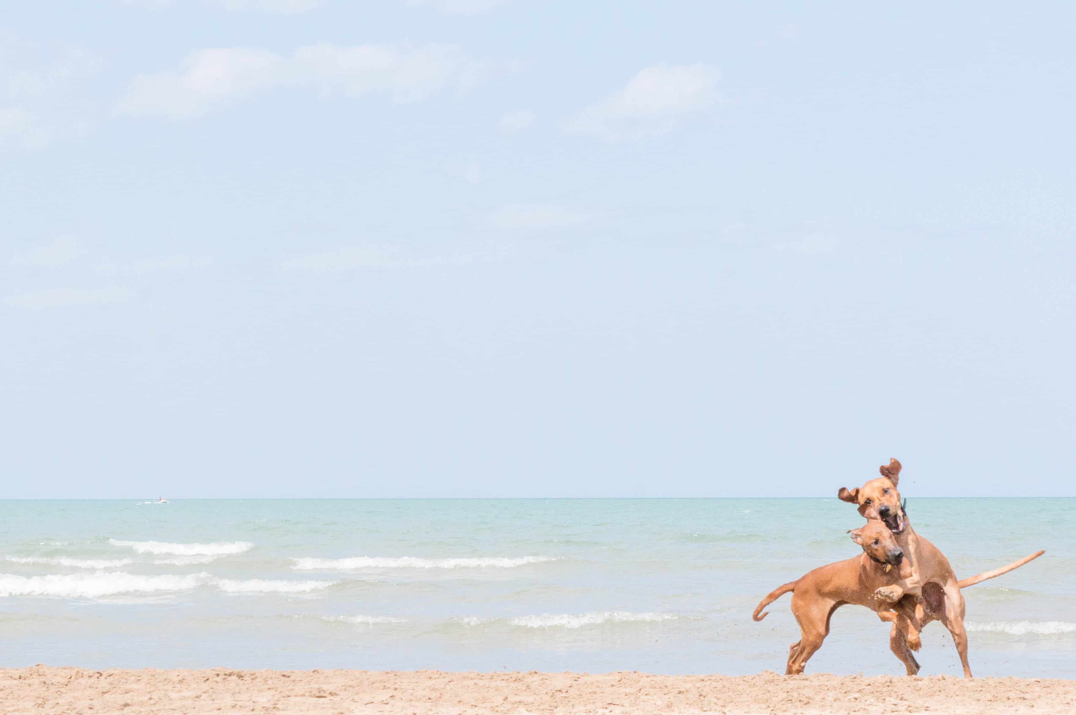 Rhodesian Ridgeback, beach, chicago, pet-friendly, marking our territory