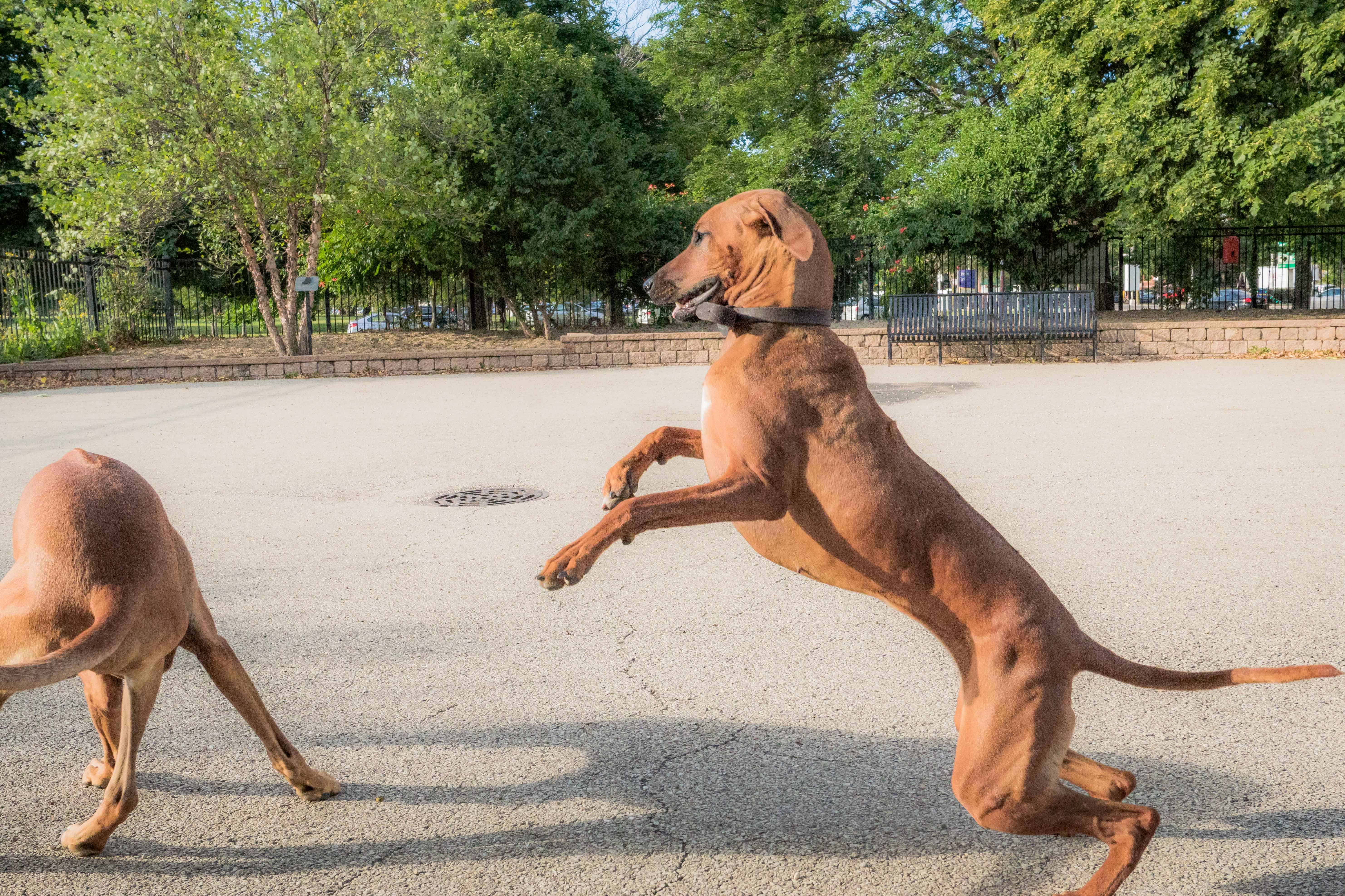 Rhodesian Ridgeback, Chicago, puppy, adventure, uptown