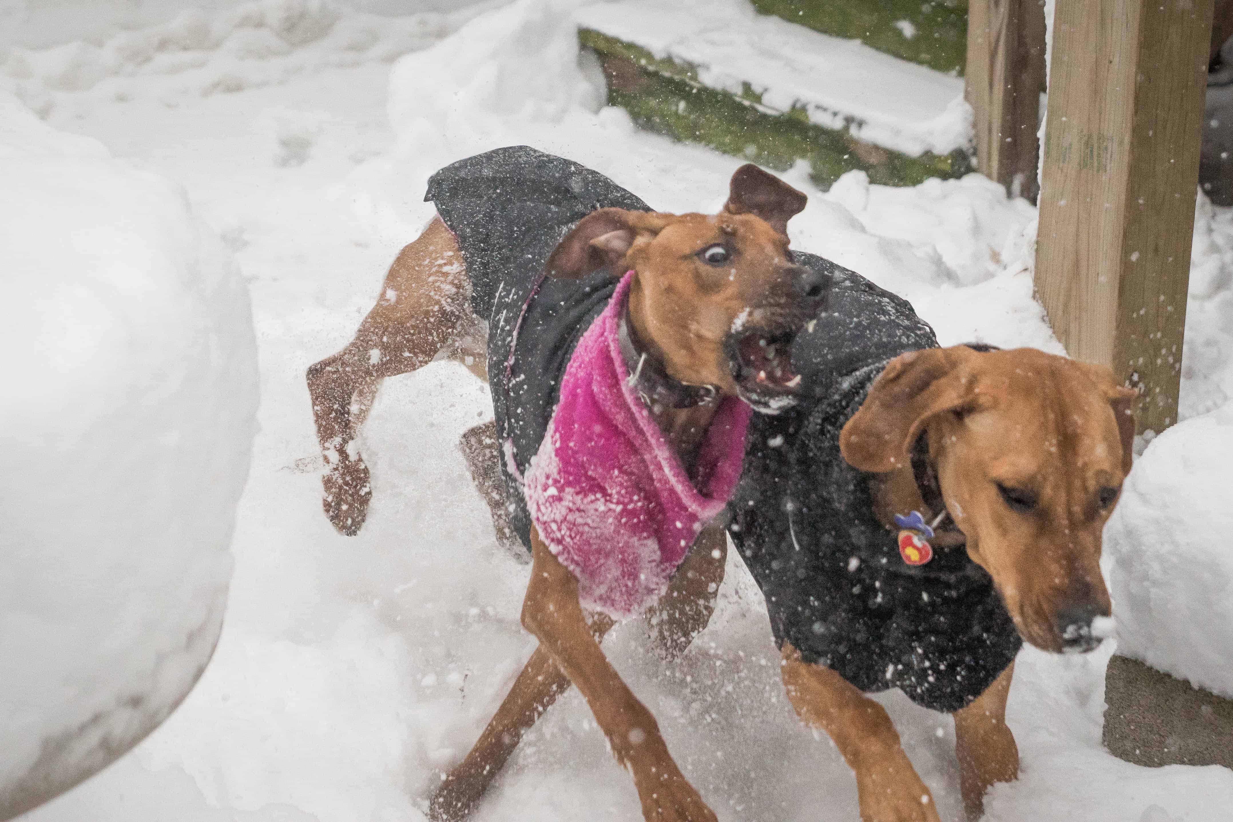 Rhodesian Ridgeback, puppy, chicago, adventure, snow