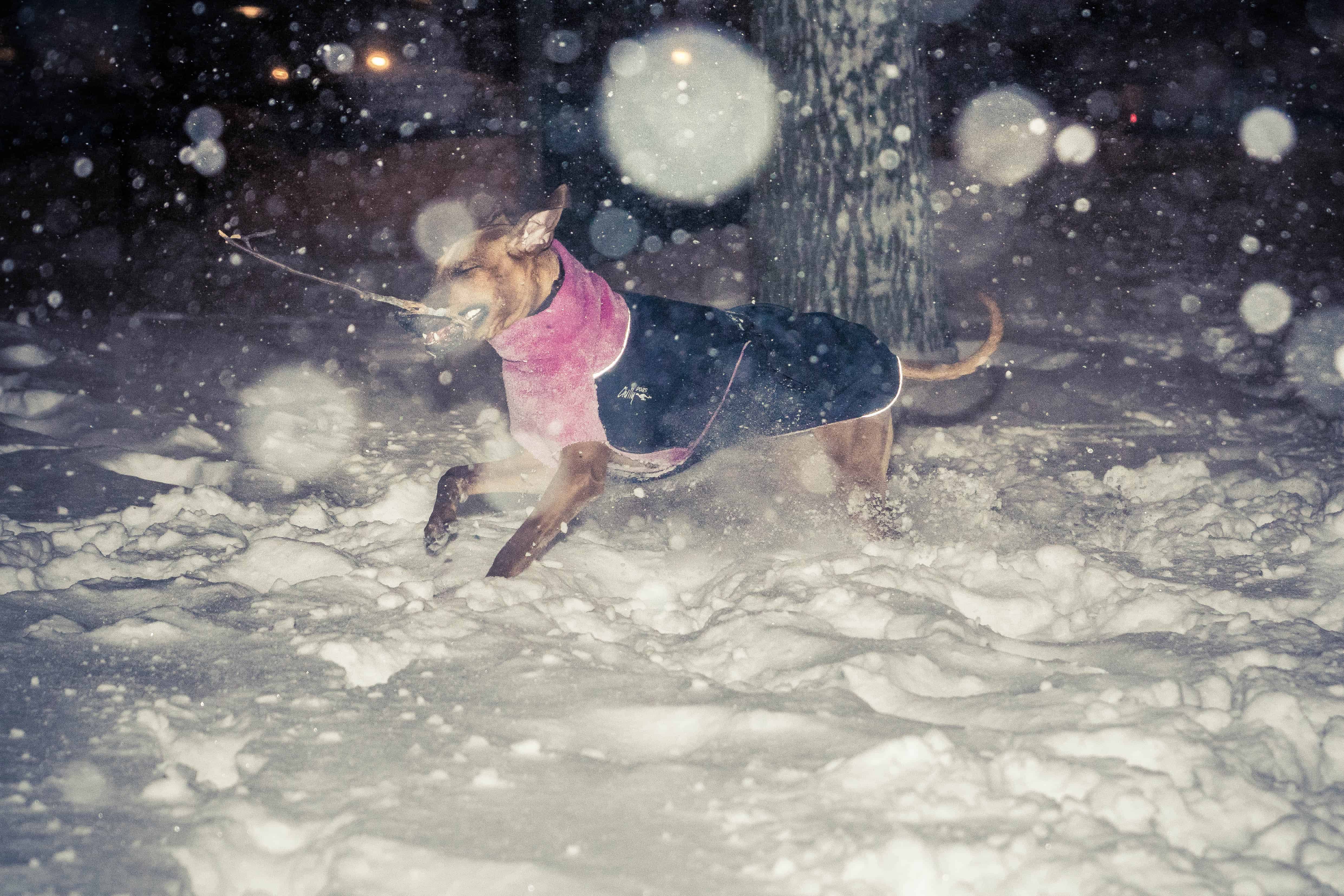 Rhodesian Ridgeback, puppy, chicago, adventure, snow