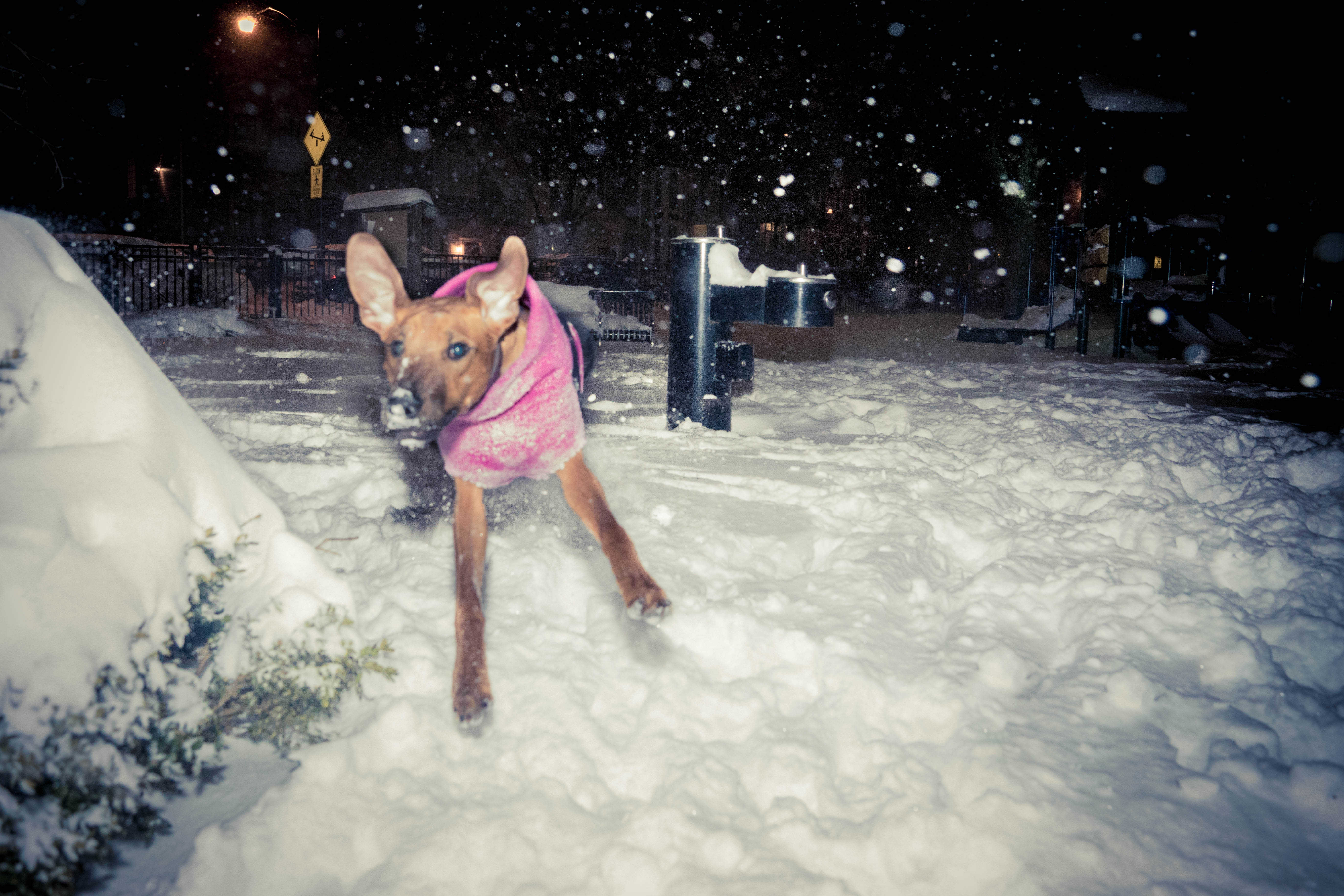 Rhodesian Ridgeback, puppy, chicago, adventure, snow