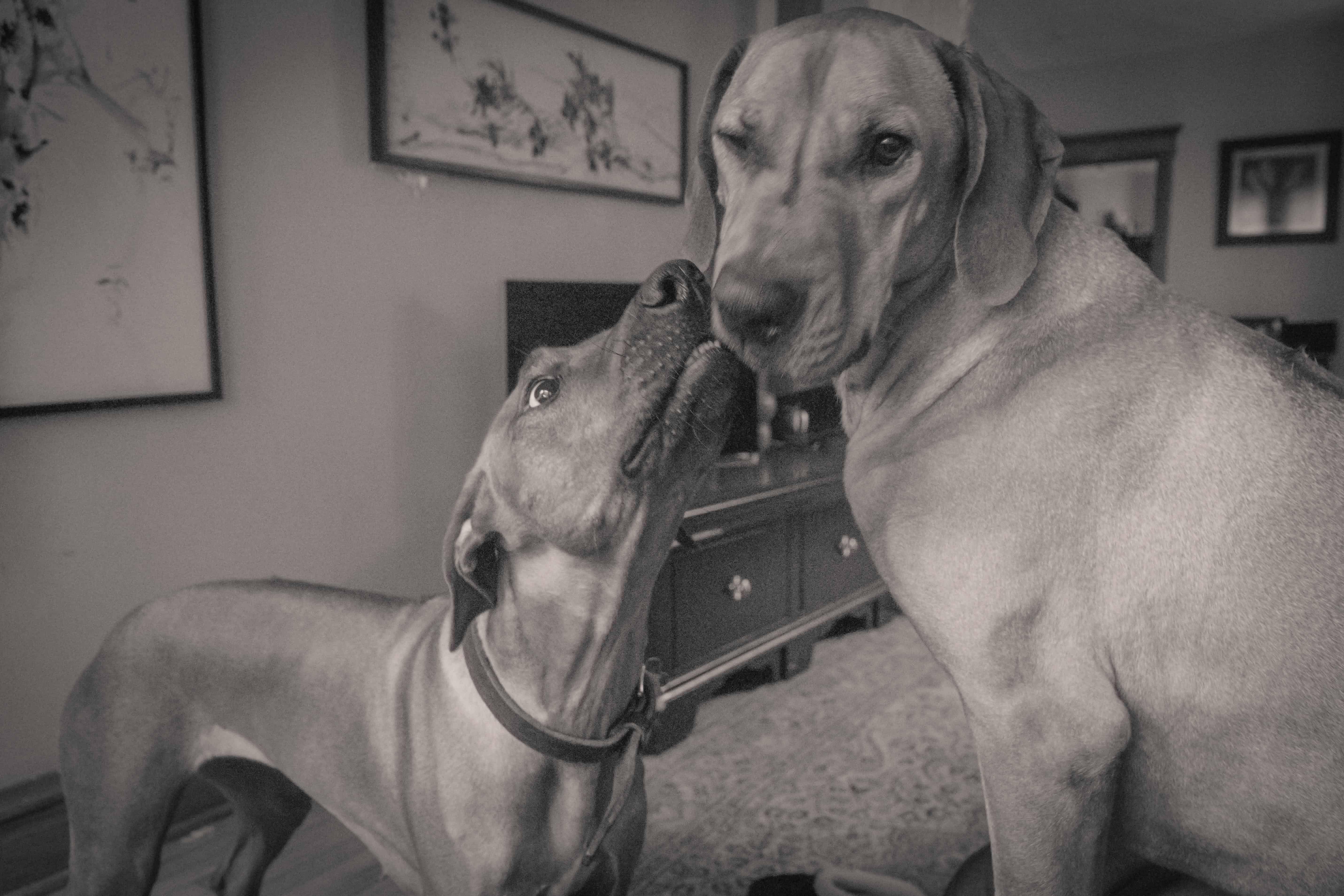 Rhodesian Ridgeback, puppy, adventure, chicago, cute