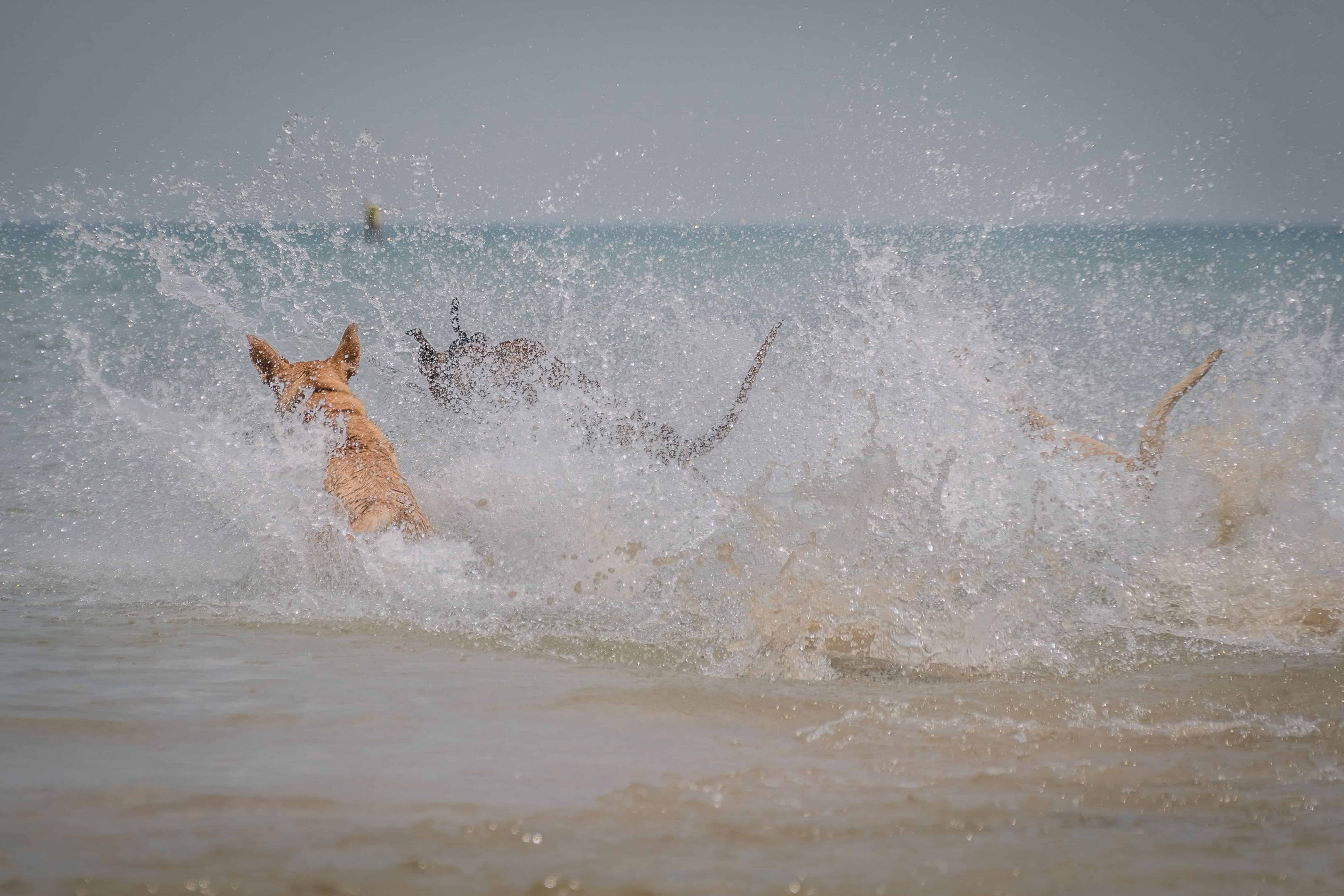 Rhodesian Ridgeback, Montrose Dog Beach, puppy, chicago, adventure, dogs