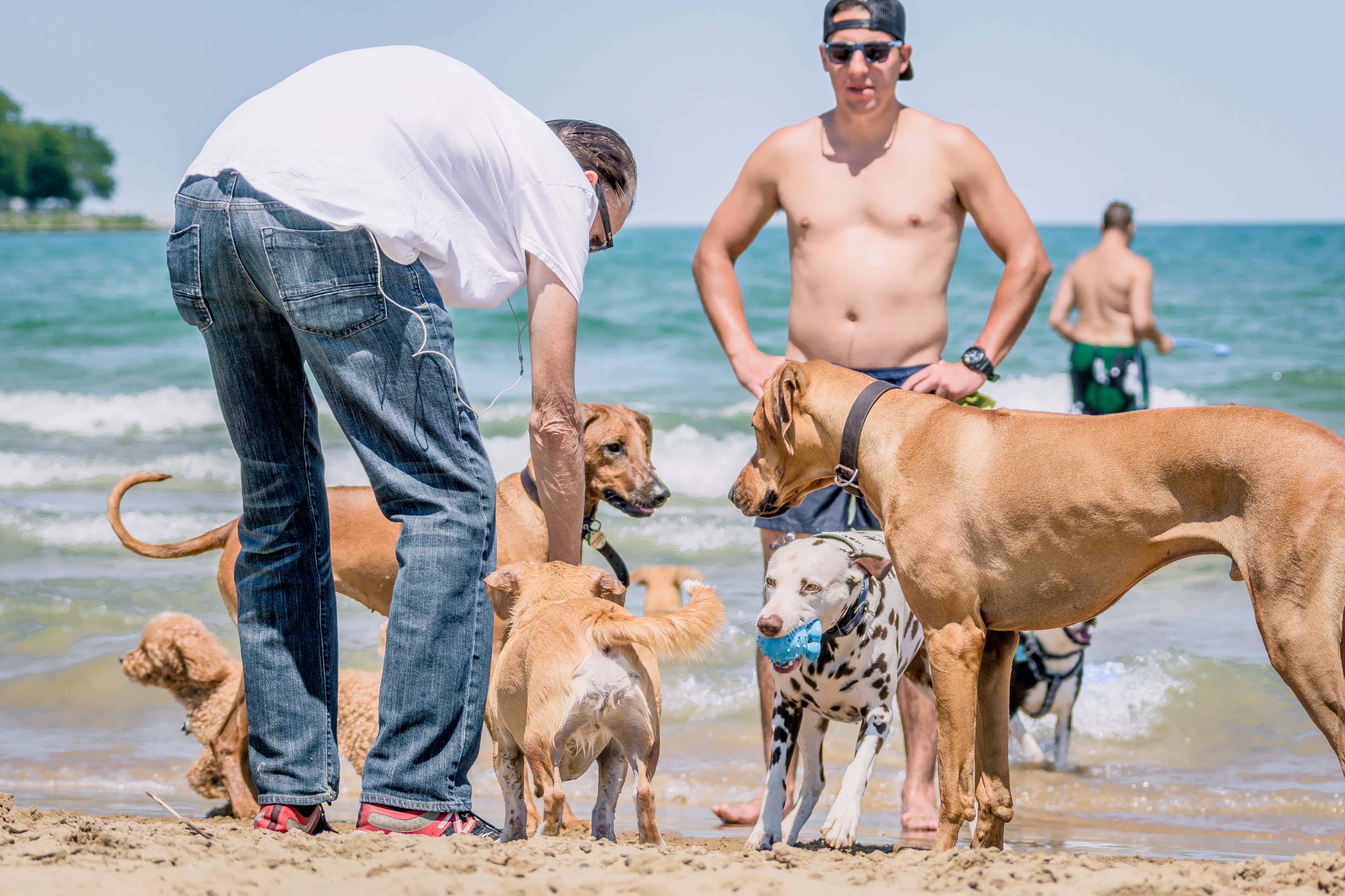 Rhodesian Ridgeback, Montrose Dog Beach, puppy, chicago, adventure, dogs