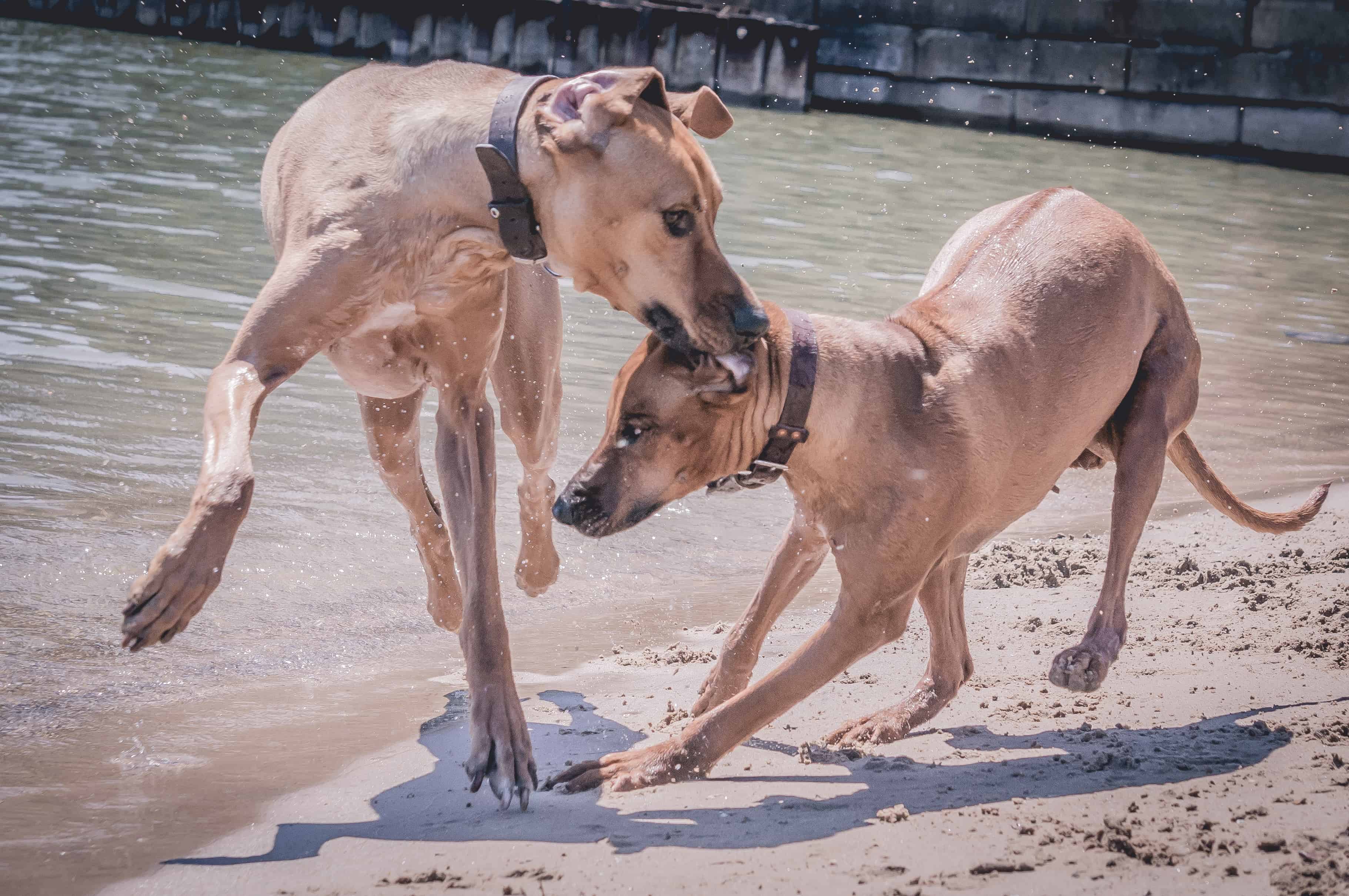 Rhodesian Ridgeback, puppy, chicago, adventure, beach