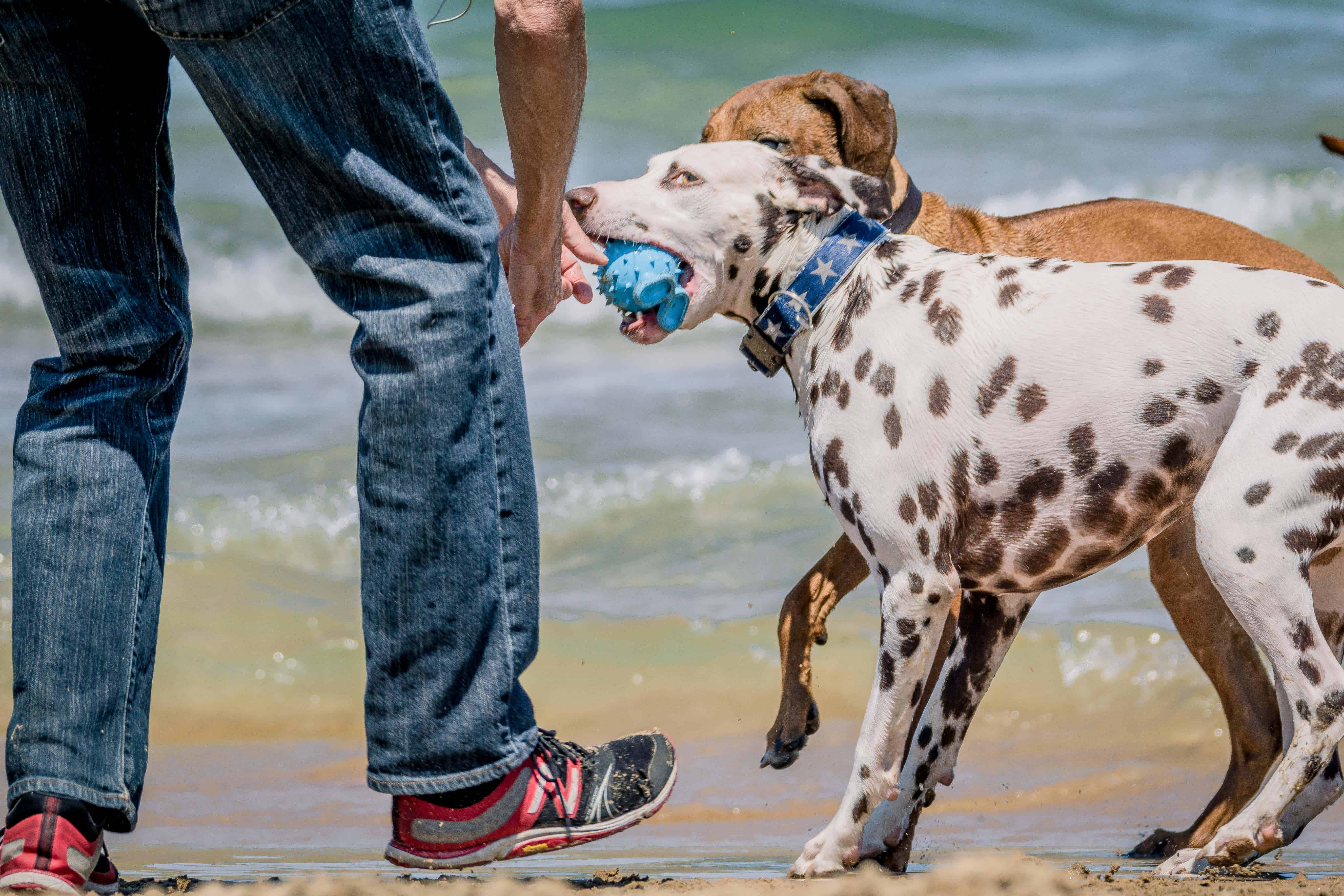 Rhodesian Ridgeback, Montrose Dog Beach, puppy, chicago, adventure, dogs