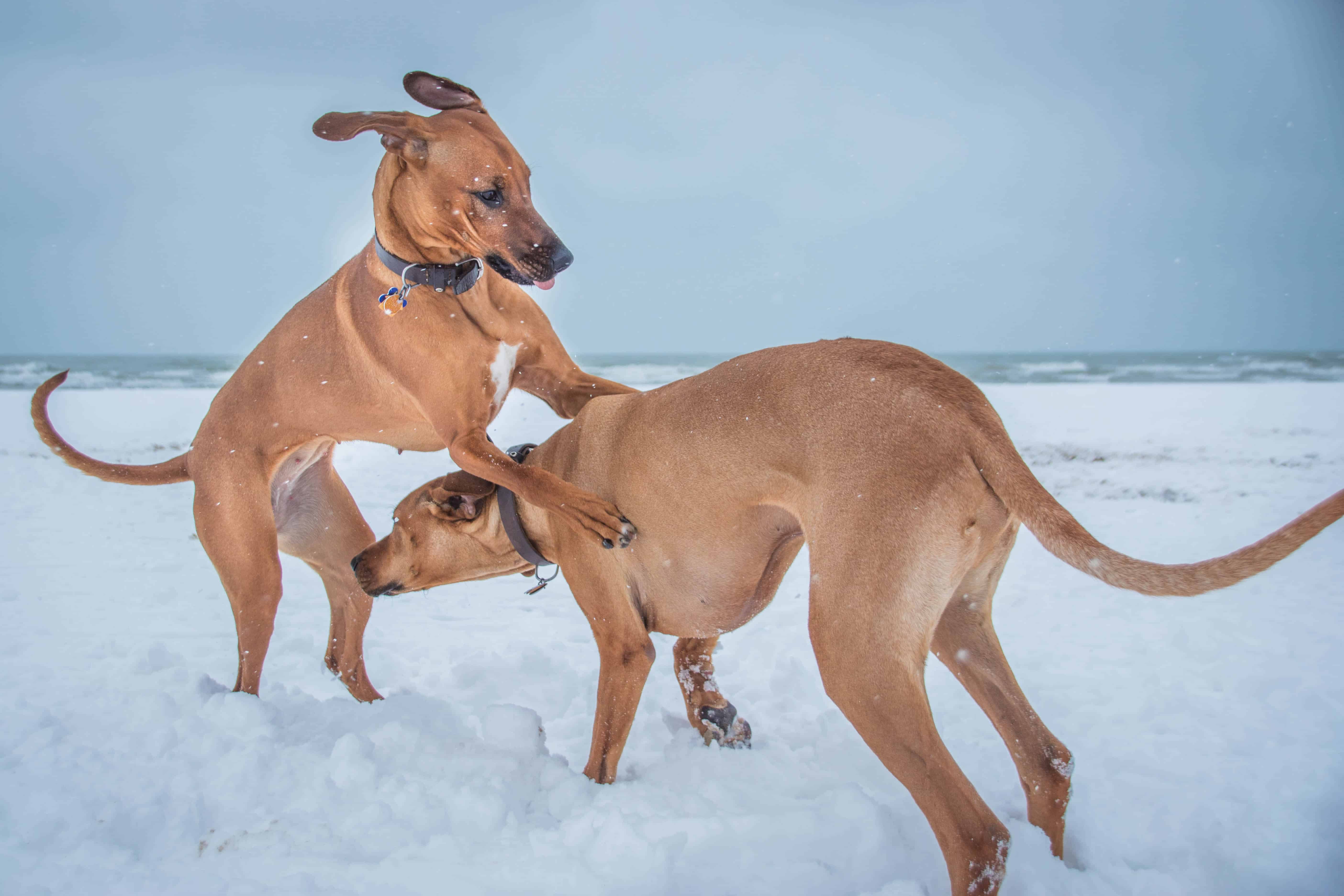 Rhodesian Ridgeback, puppy, chicago, adventure, beach