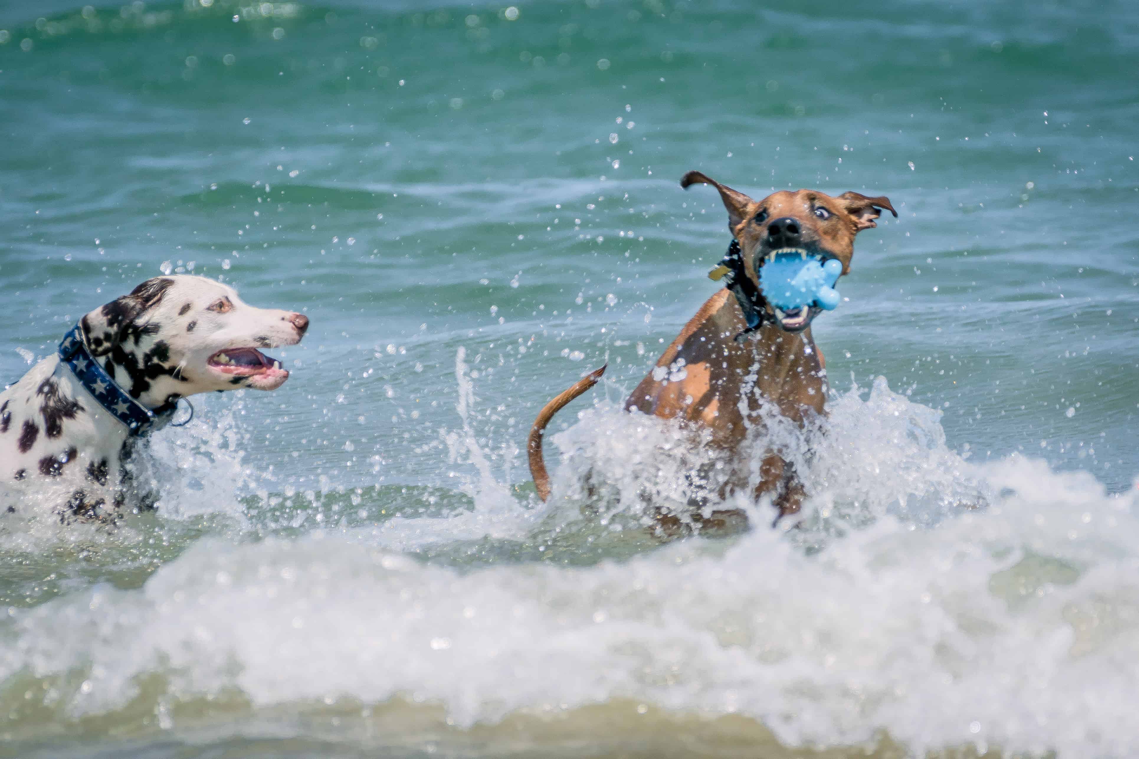 Rhodesian Ridgeback, Montrose Dog Beach, puppy, chicago, adventure, dogs