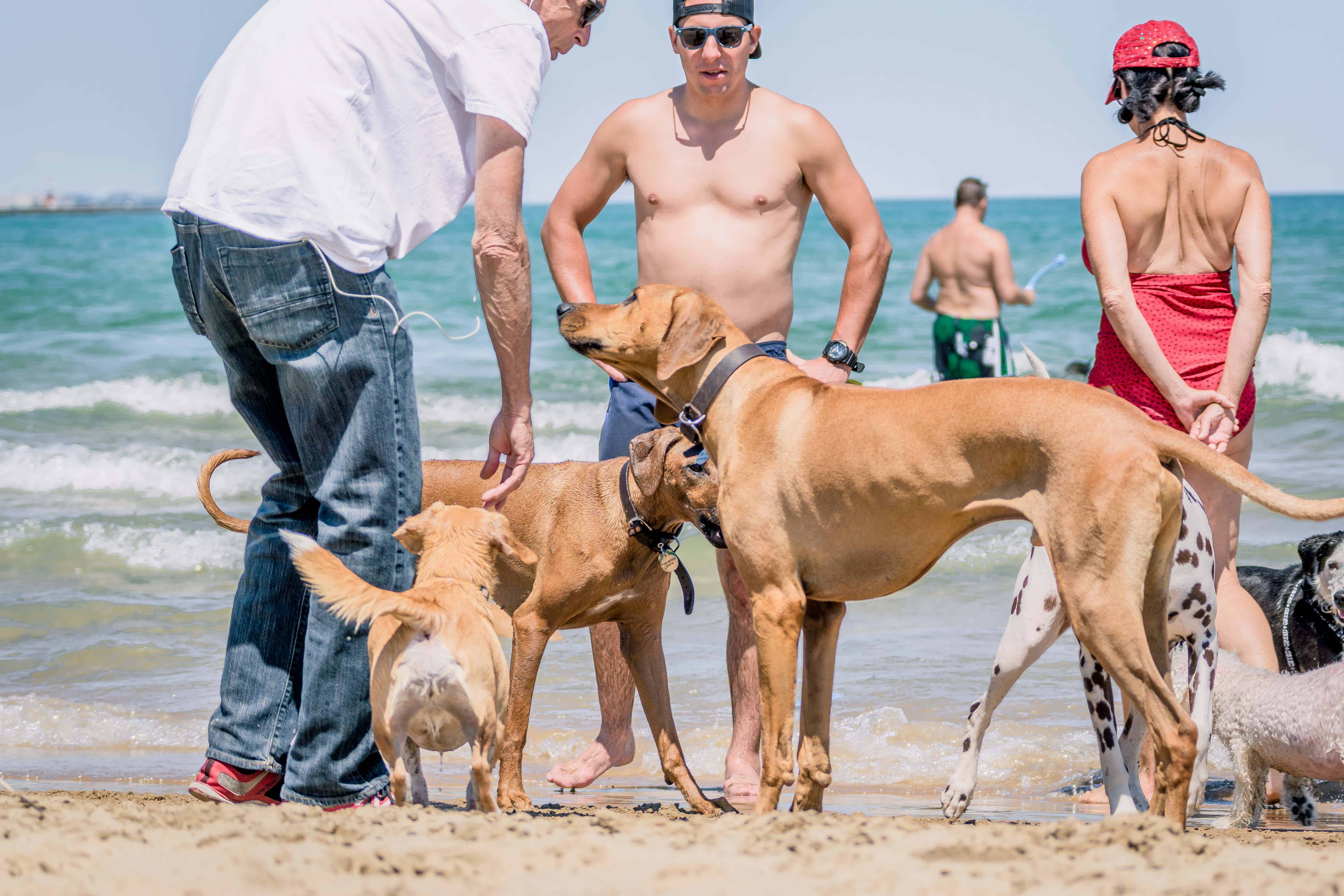 Rhodesian Ridgeback, Montrose Dog Beach, puppy, chicago, adventure, dogs