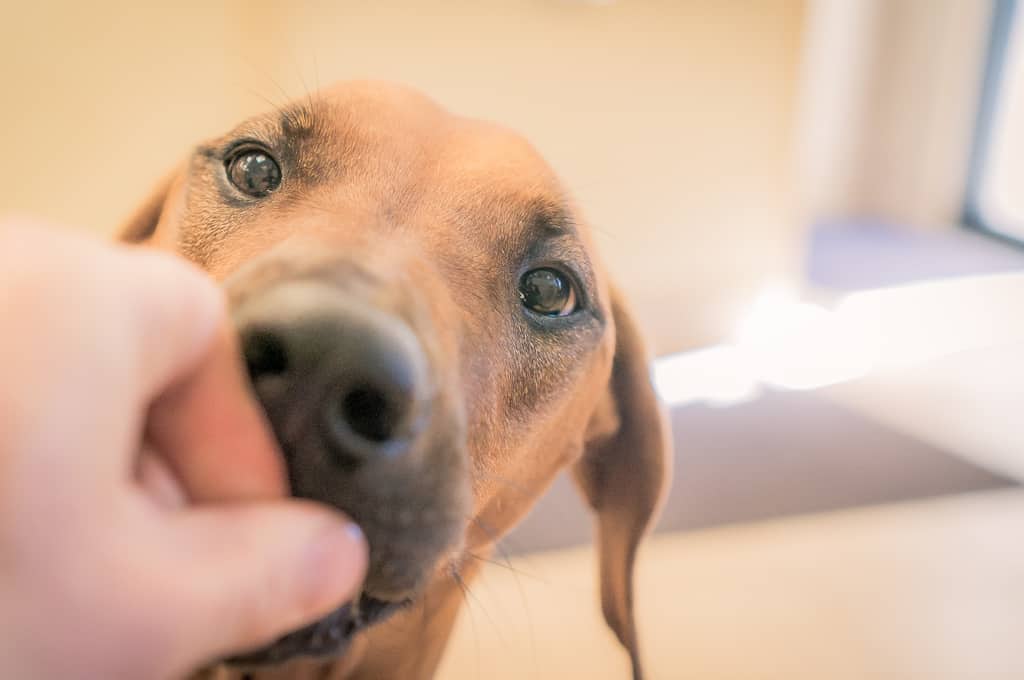 Rhodesian Ridgeback, blog, chicago, cute, adventure