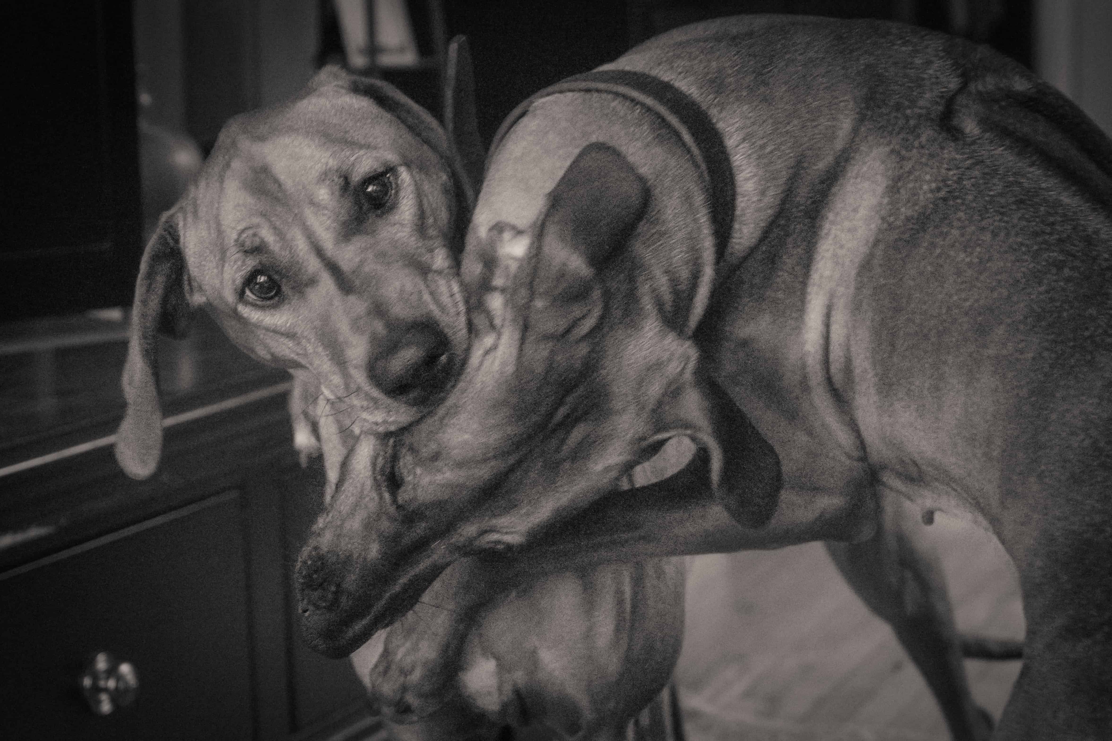 Rhodesian Ridgeback, puppy, adventure, chicago, cute