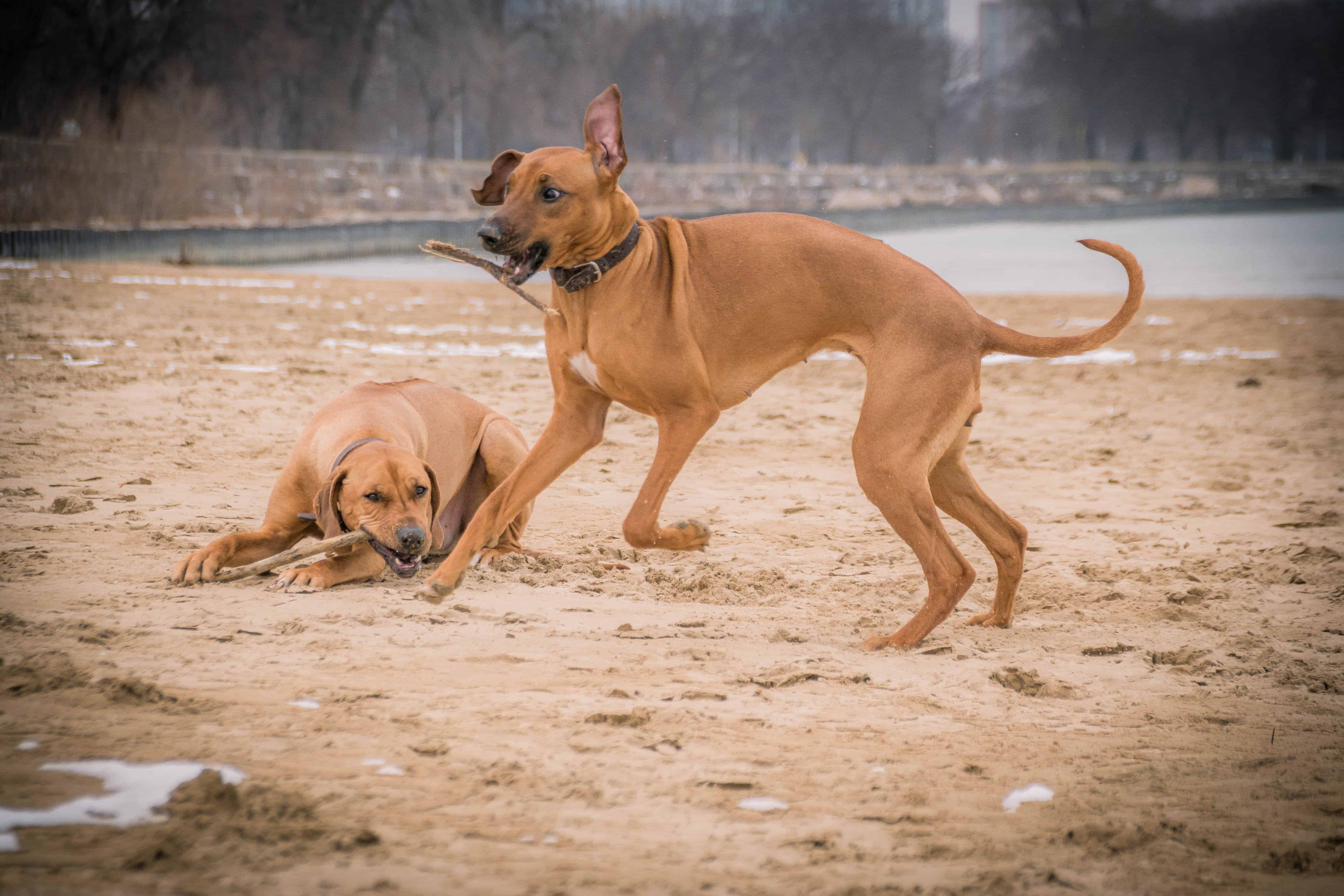 Rhodesian Ridgeback, puppy, chicago, adventure, beach