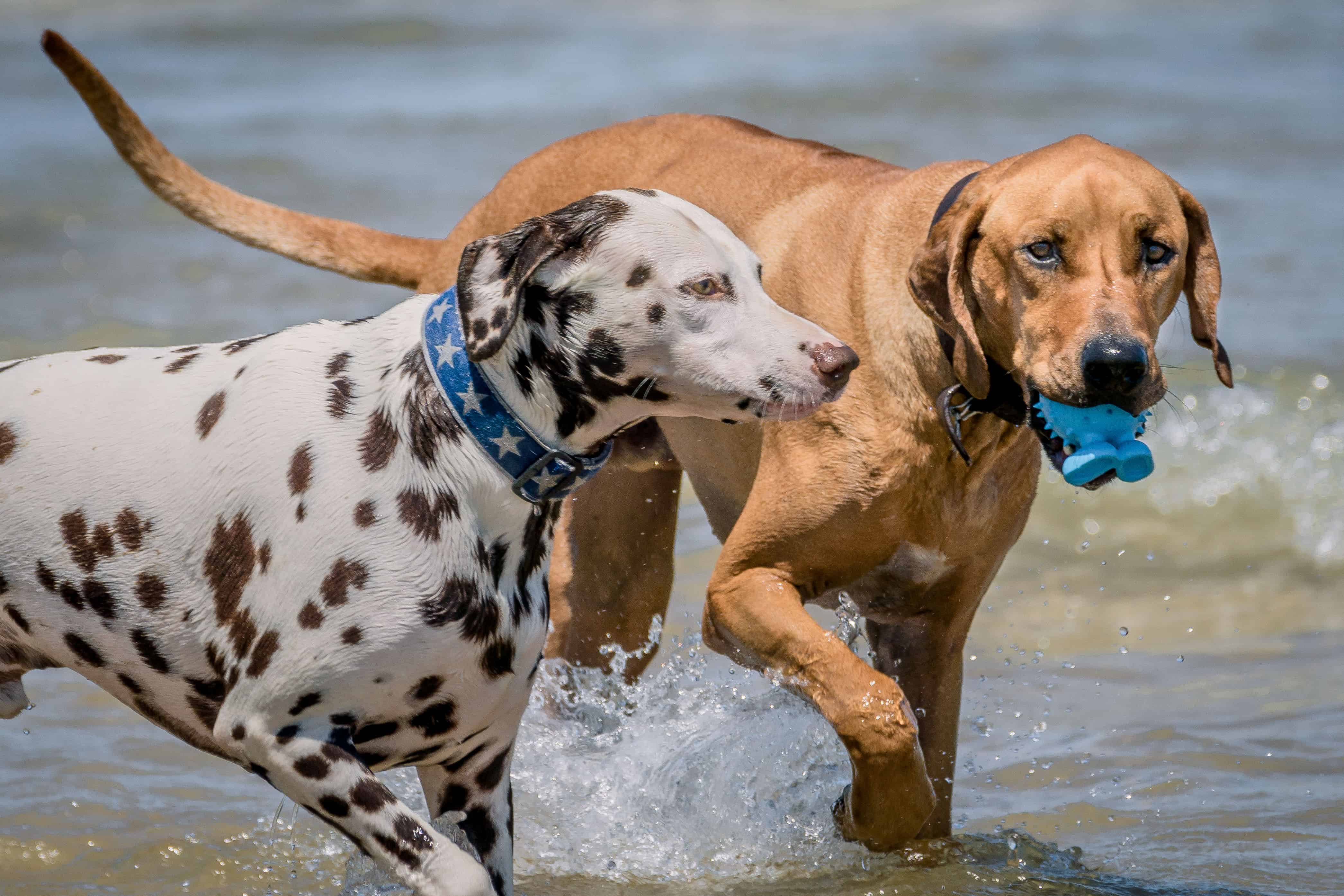 Rhodesian Ridgeback, Montrose Dog Beach, puppy, chicago, adventure, dogs