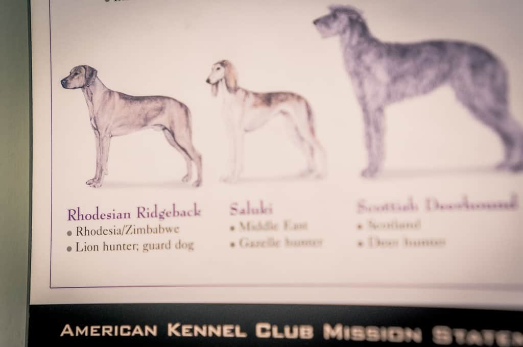 Rhodesian Ridgeback, blog, chicago, cute, adventure