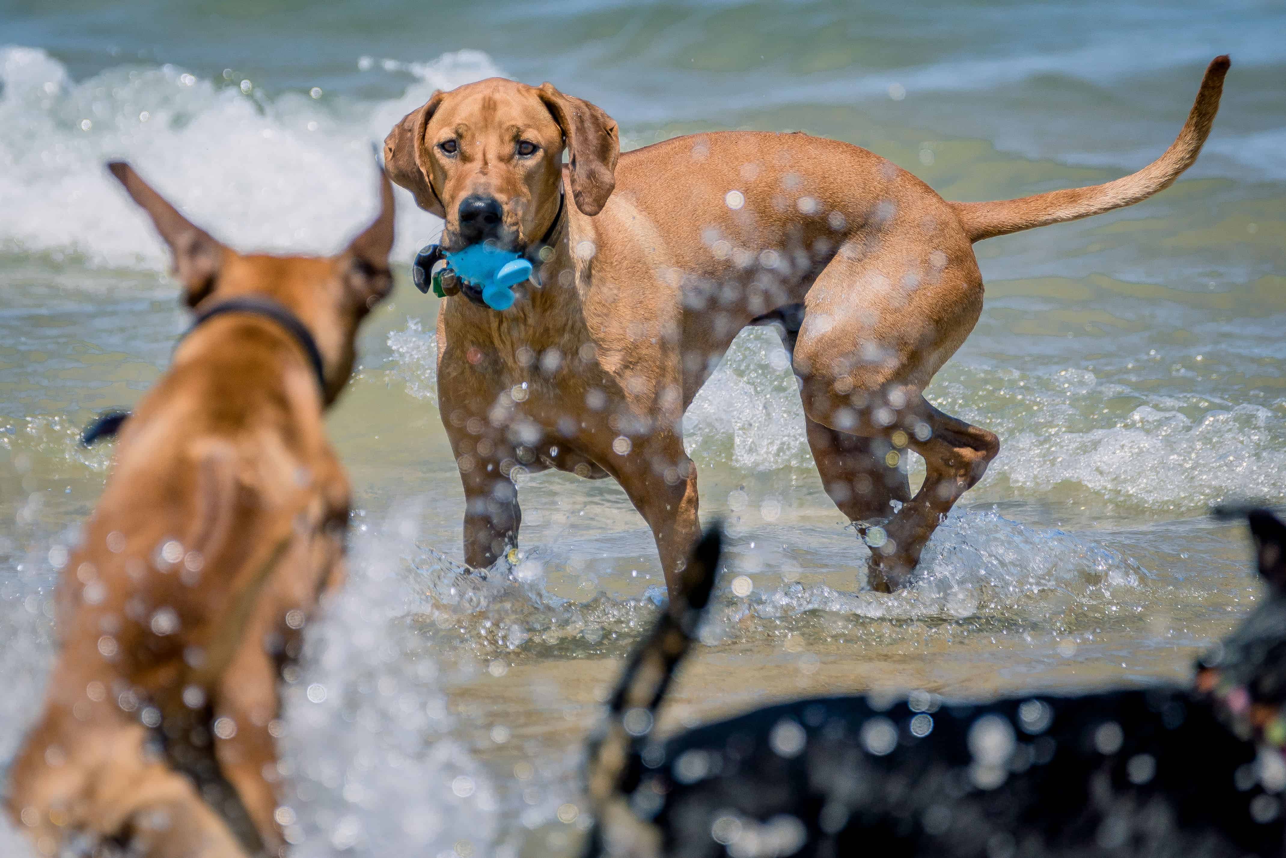 Rhodesian Ridgeback, Montrose Dog Beach, puppy, chicago, adventure, dogs