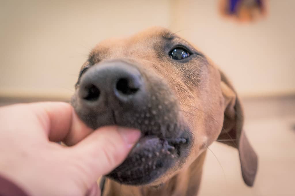 Rhodesian Ridgeback, blog, chicago, cute, adventure